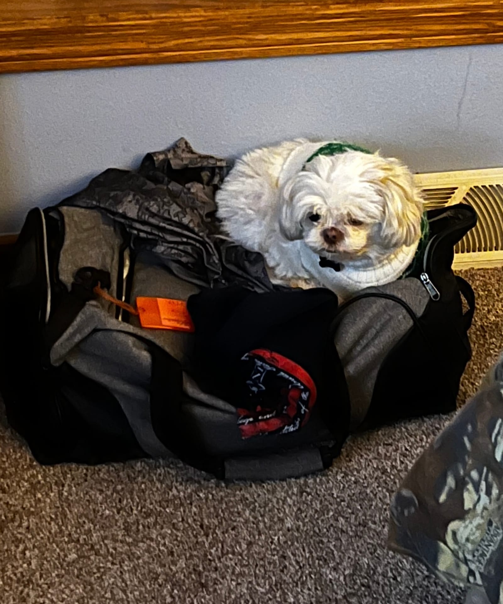 Petspiration Spotlight: Dan