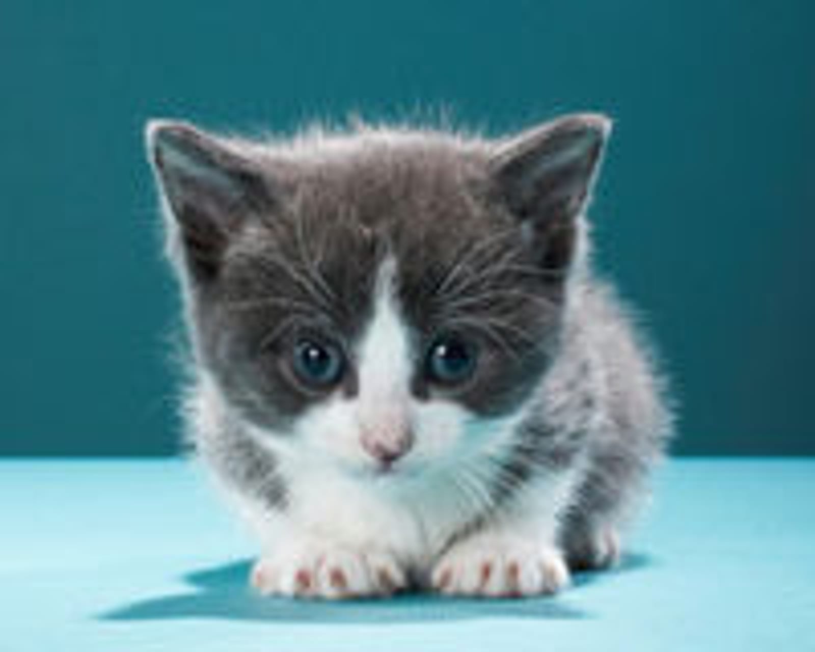 Petspiration Spotlight: Baby  Blue Eyes
