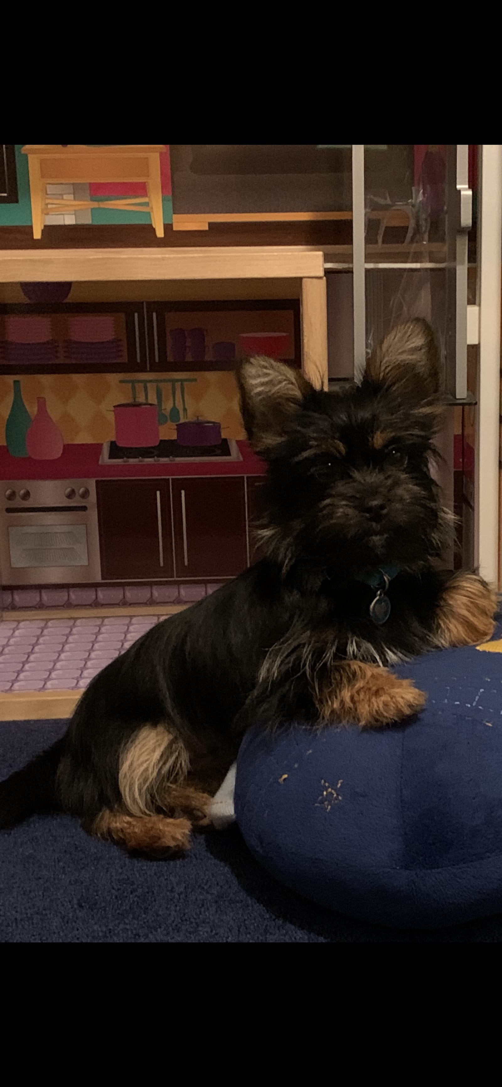 Petspiration Spotlight: Zoei