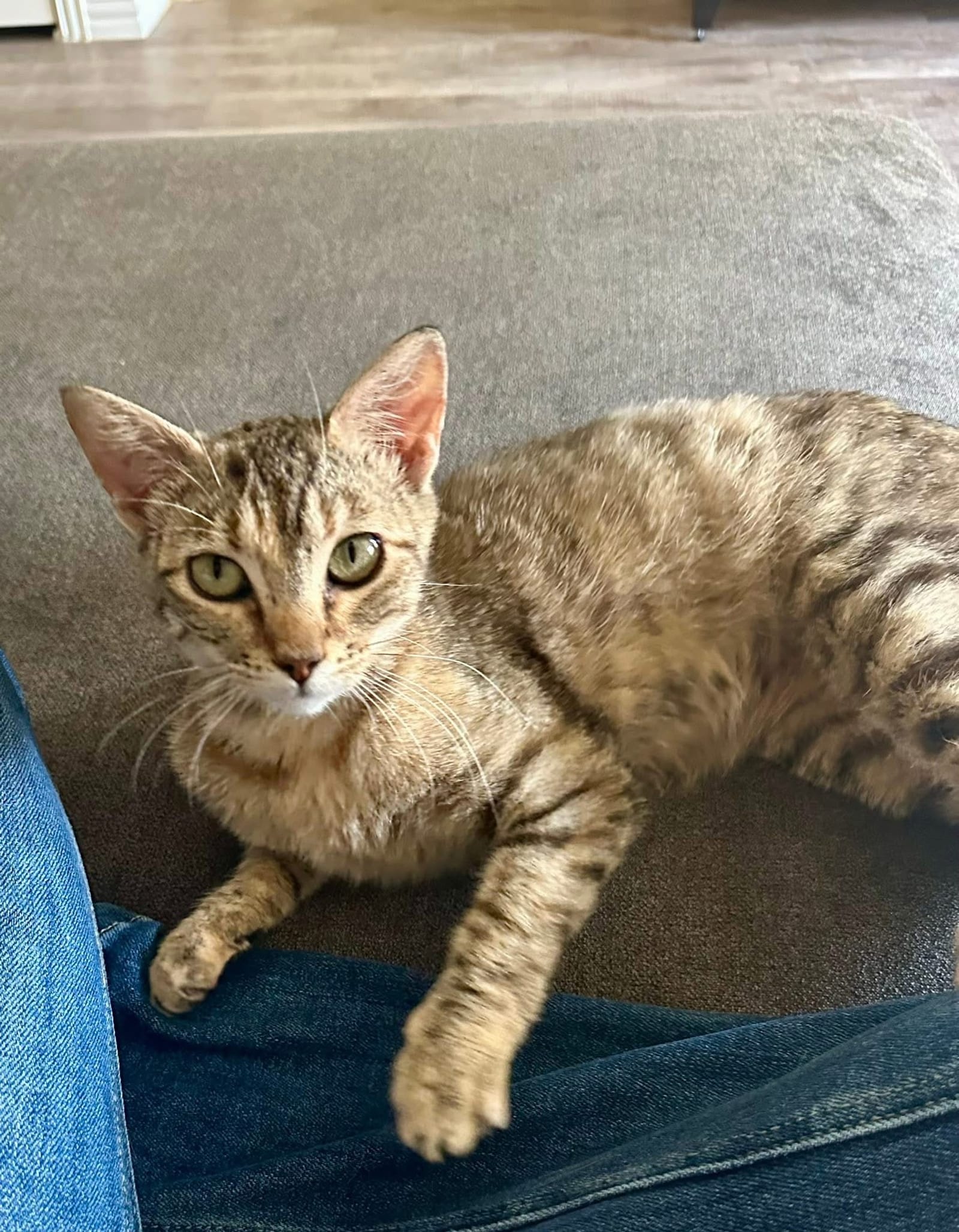 Petspiration Spotlight: Mini Moe