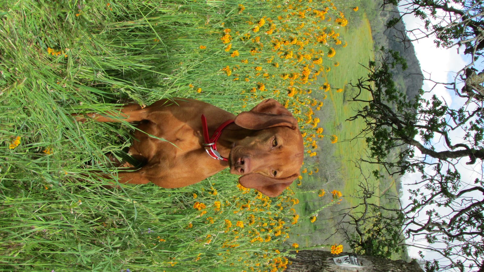 Petspiration Spotlight: Abcde (Abbie)