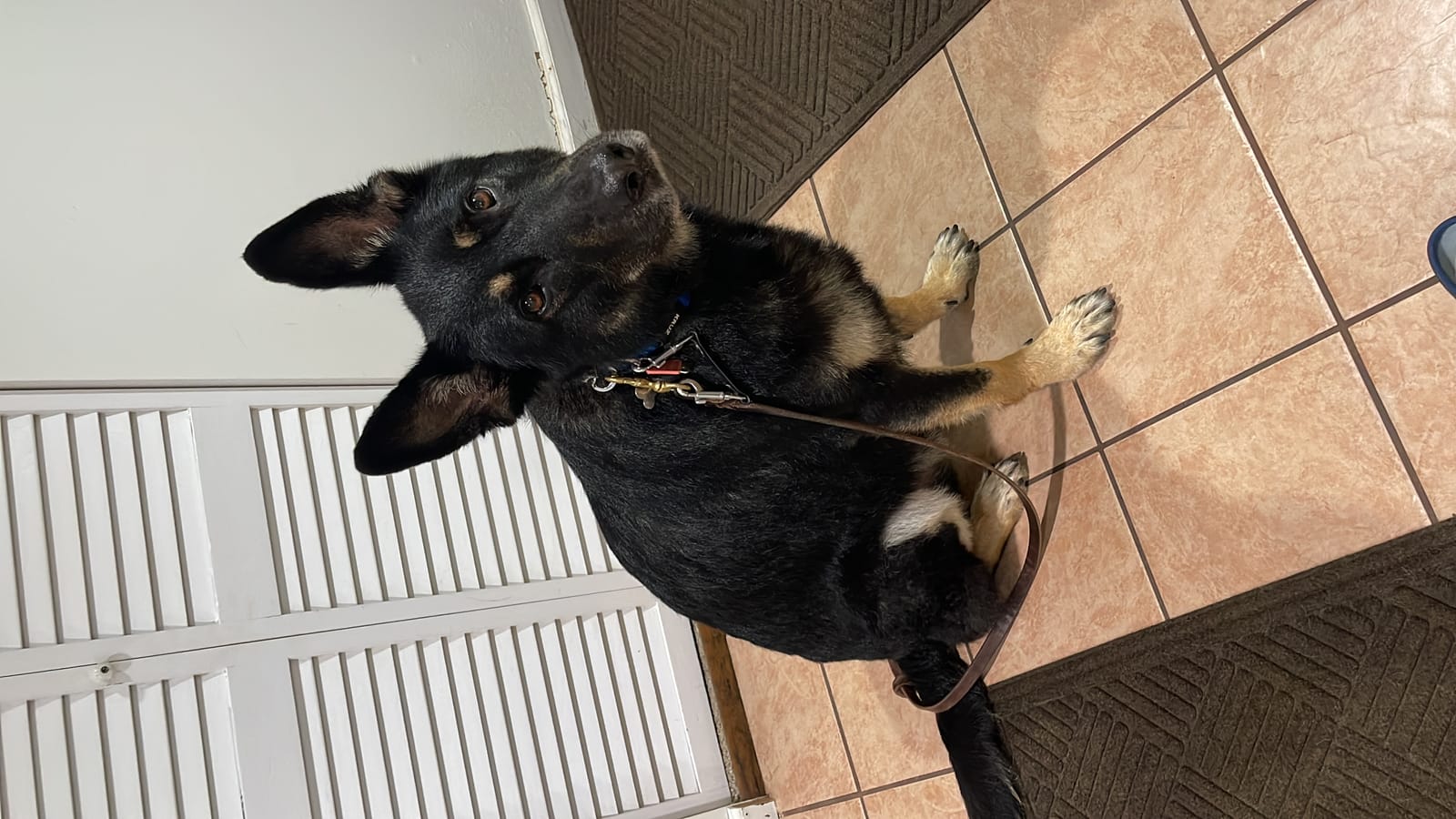 Petspiration Spotlight: Max