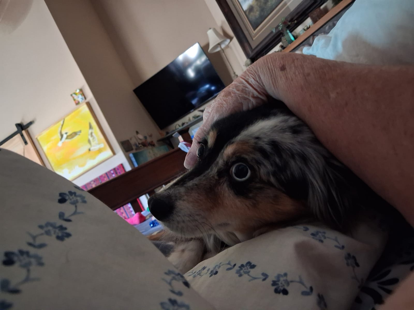 Petspiration Spotlight: Roo