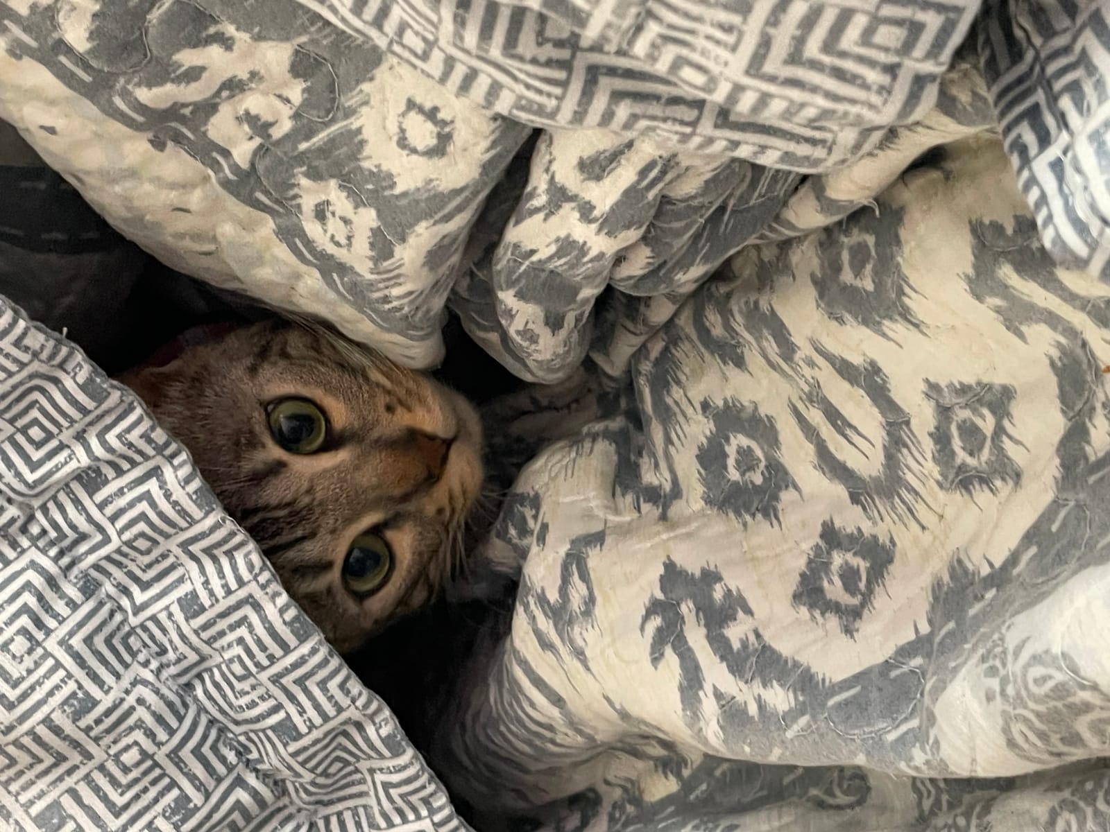 Petspiration Spotlight: Lela