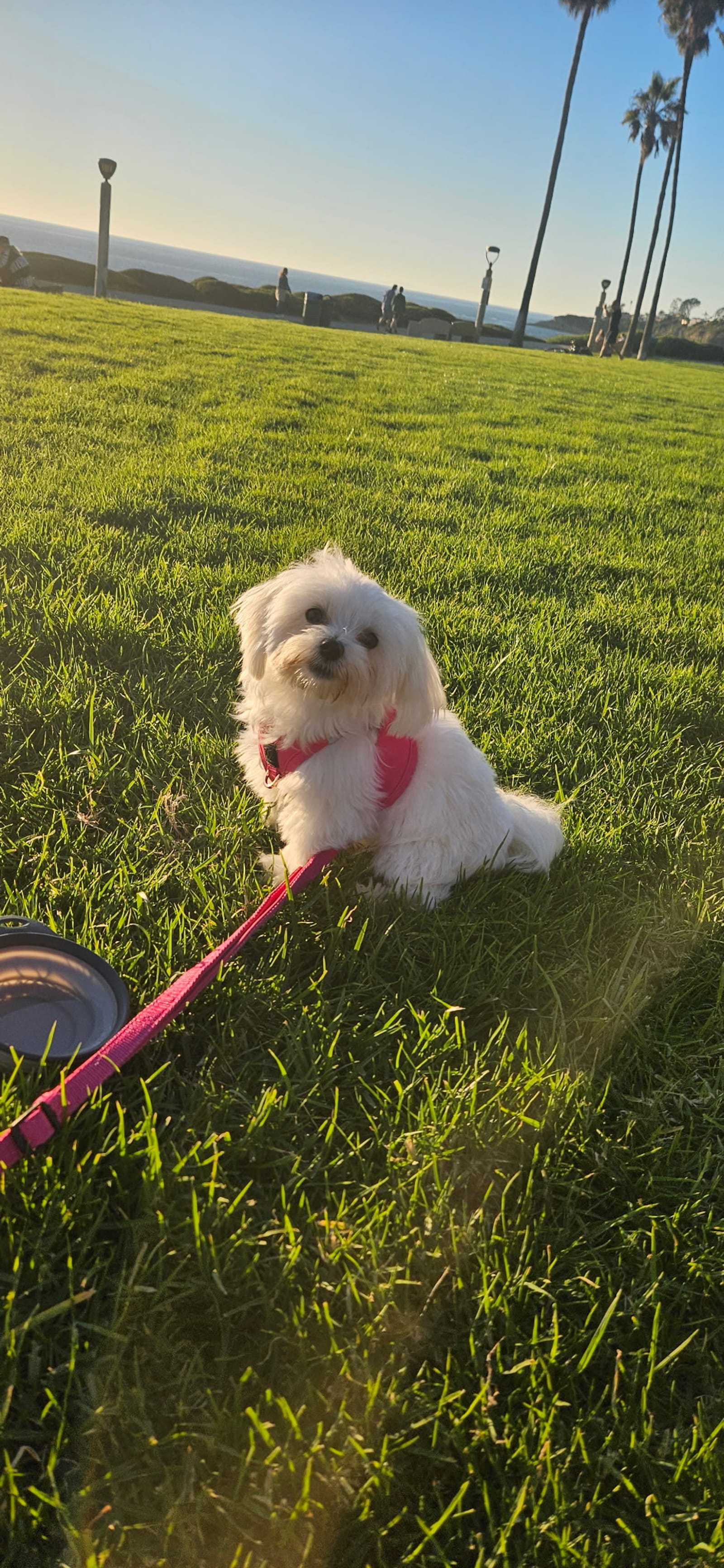 Petspiration Spotlight: Kida