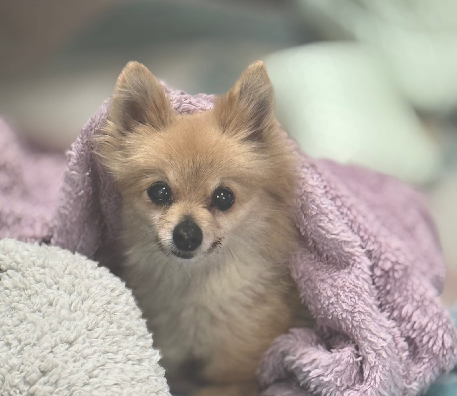 Petspiration Spotlight: Reya