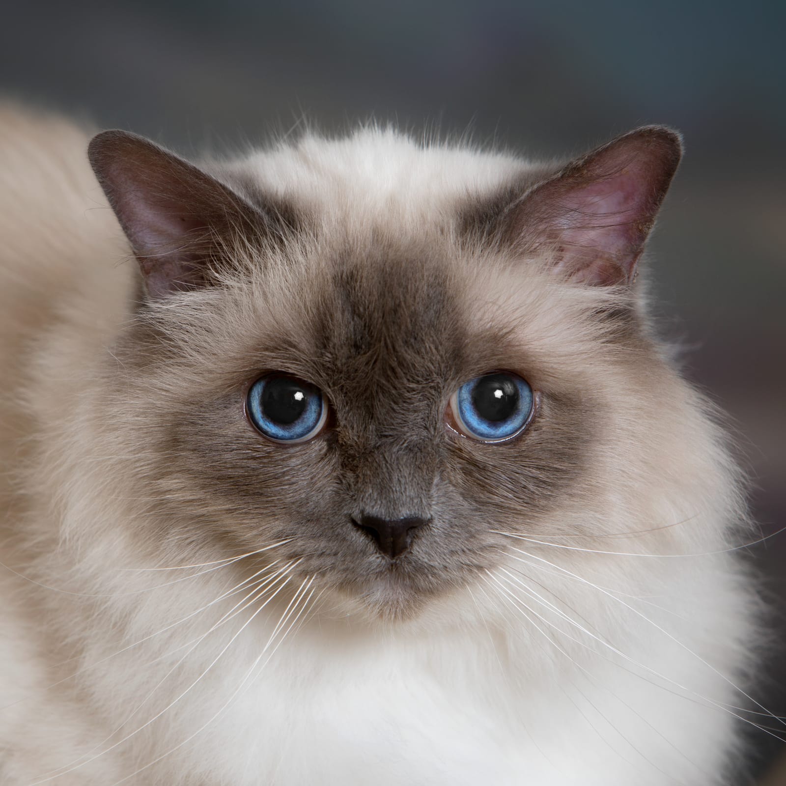 Petspiration Spotlight: Alfie