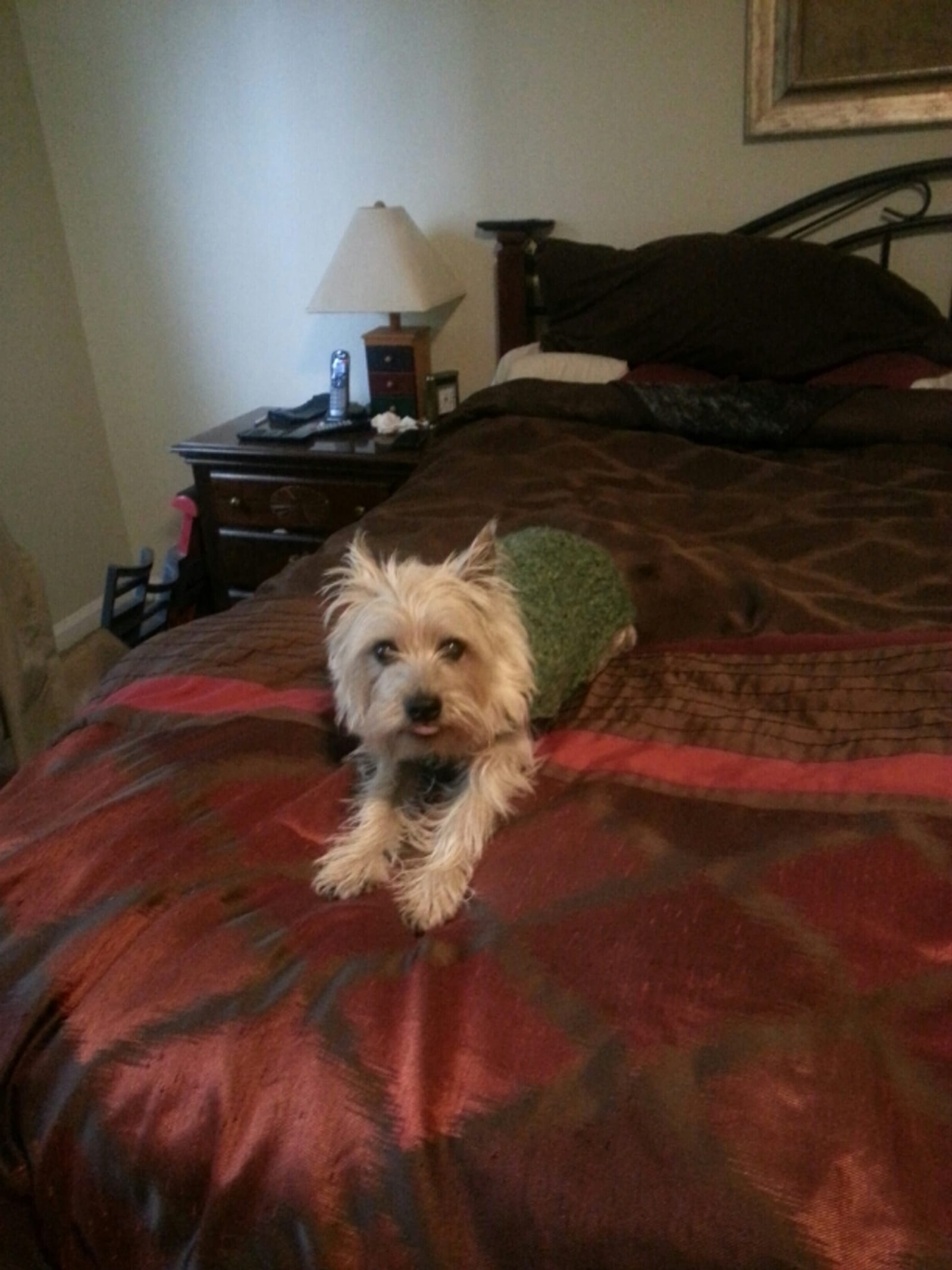 Petspiration Spotlight: Allie