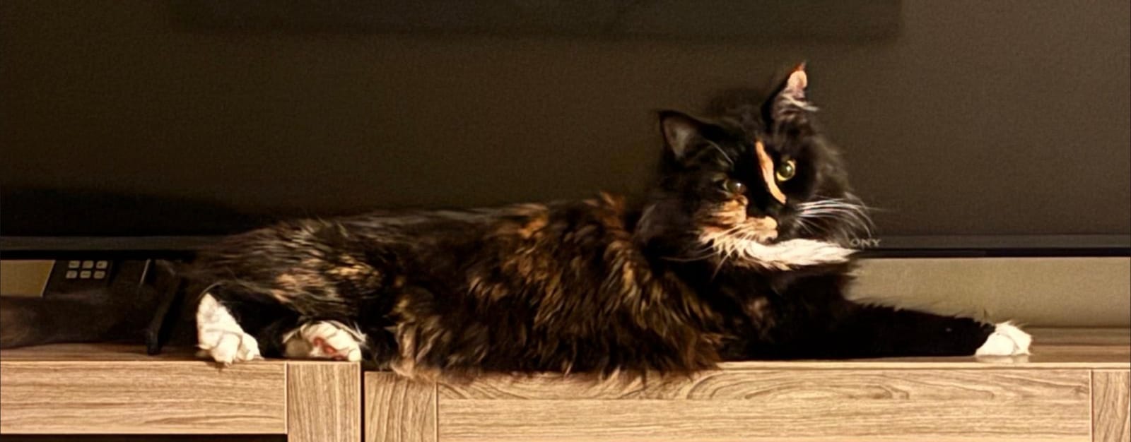 Petspiration Spotlight: Amber