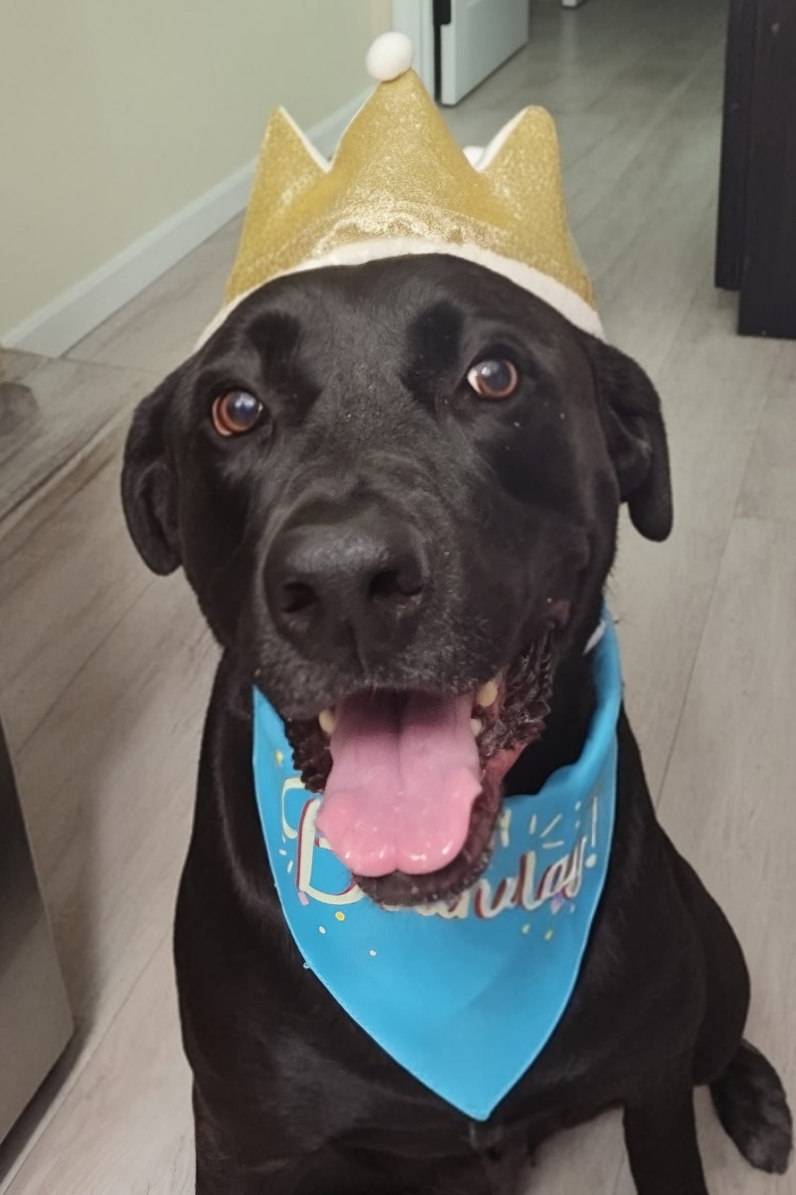 Petspiration Spotlight: Ameer
