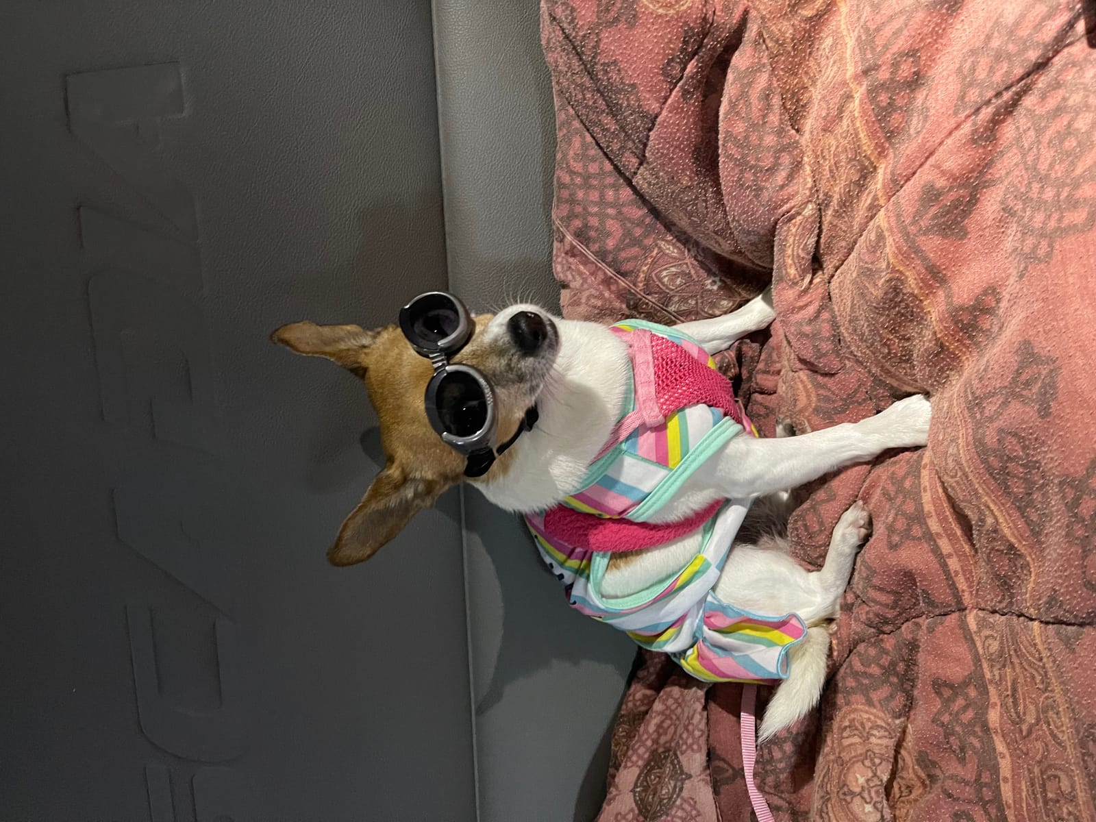 Petspiration Spotlight: Amora