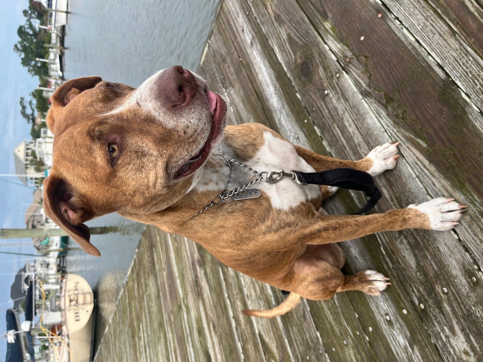 Petspiration Spotlight: Anchor