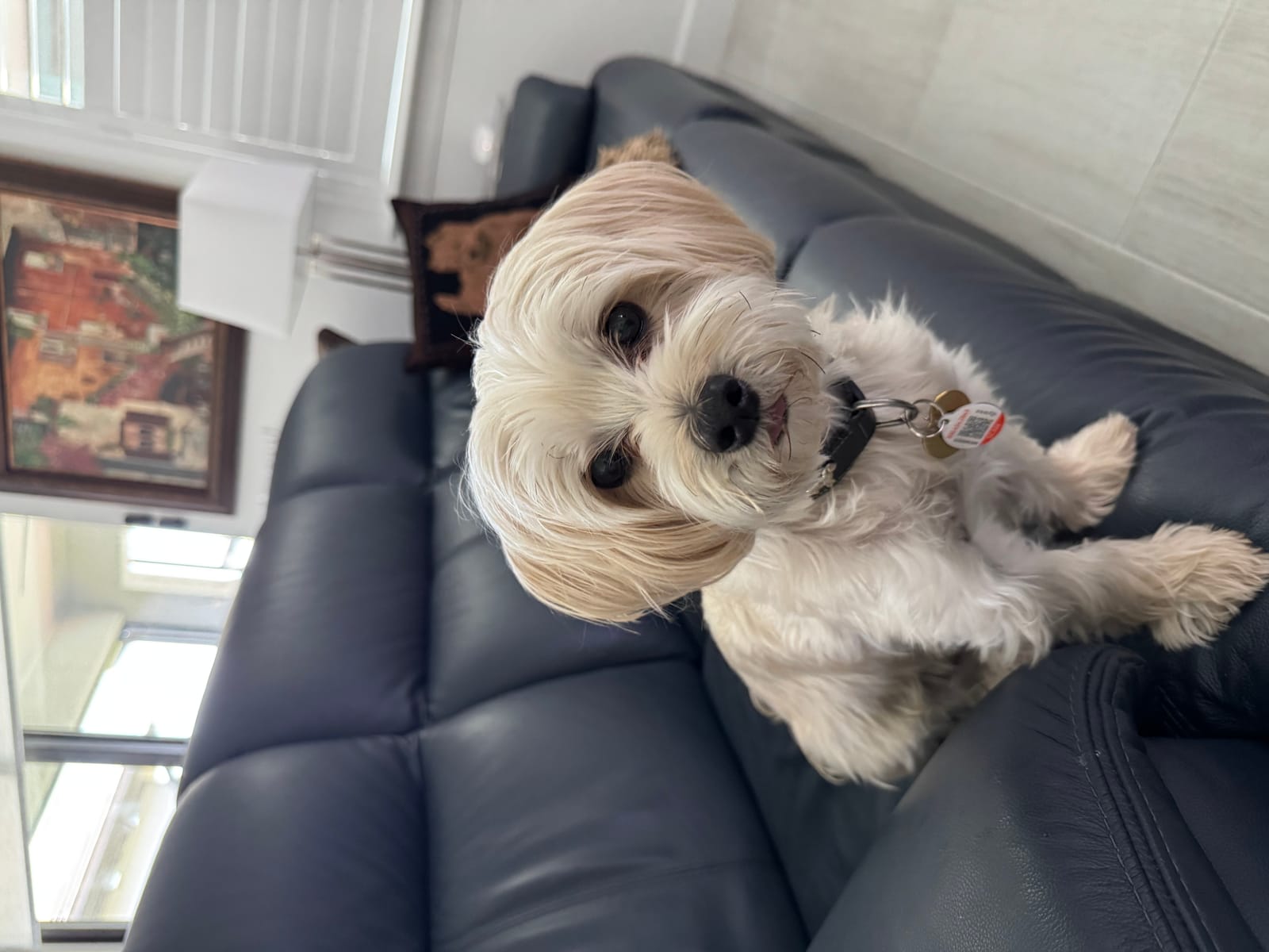 Petspiration Spotlight: ANELA
