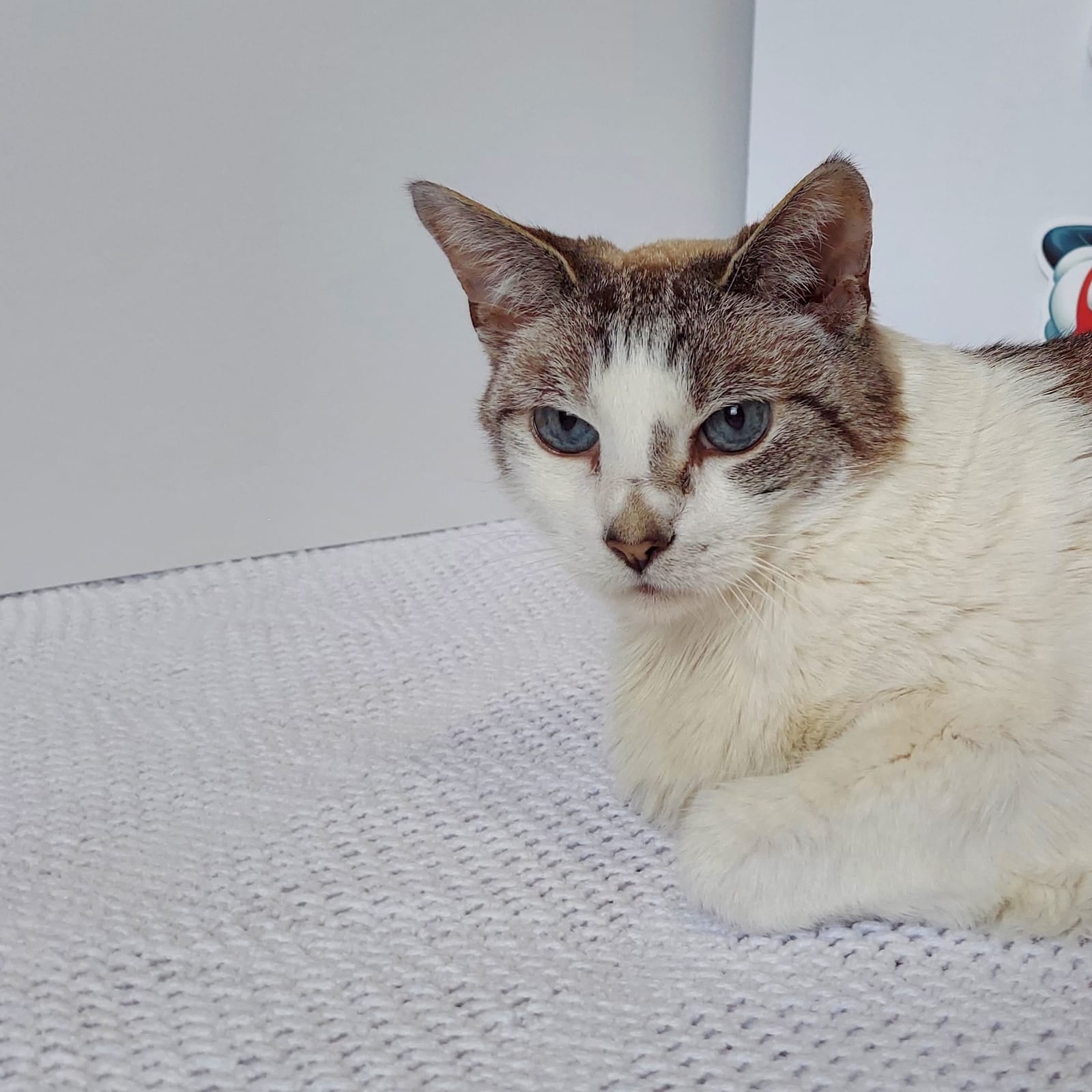 Petspiration Spotlight: Angel