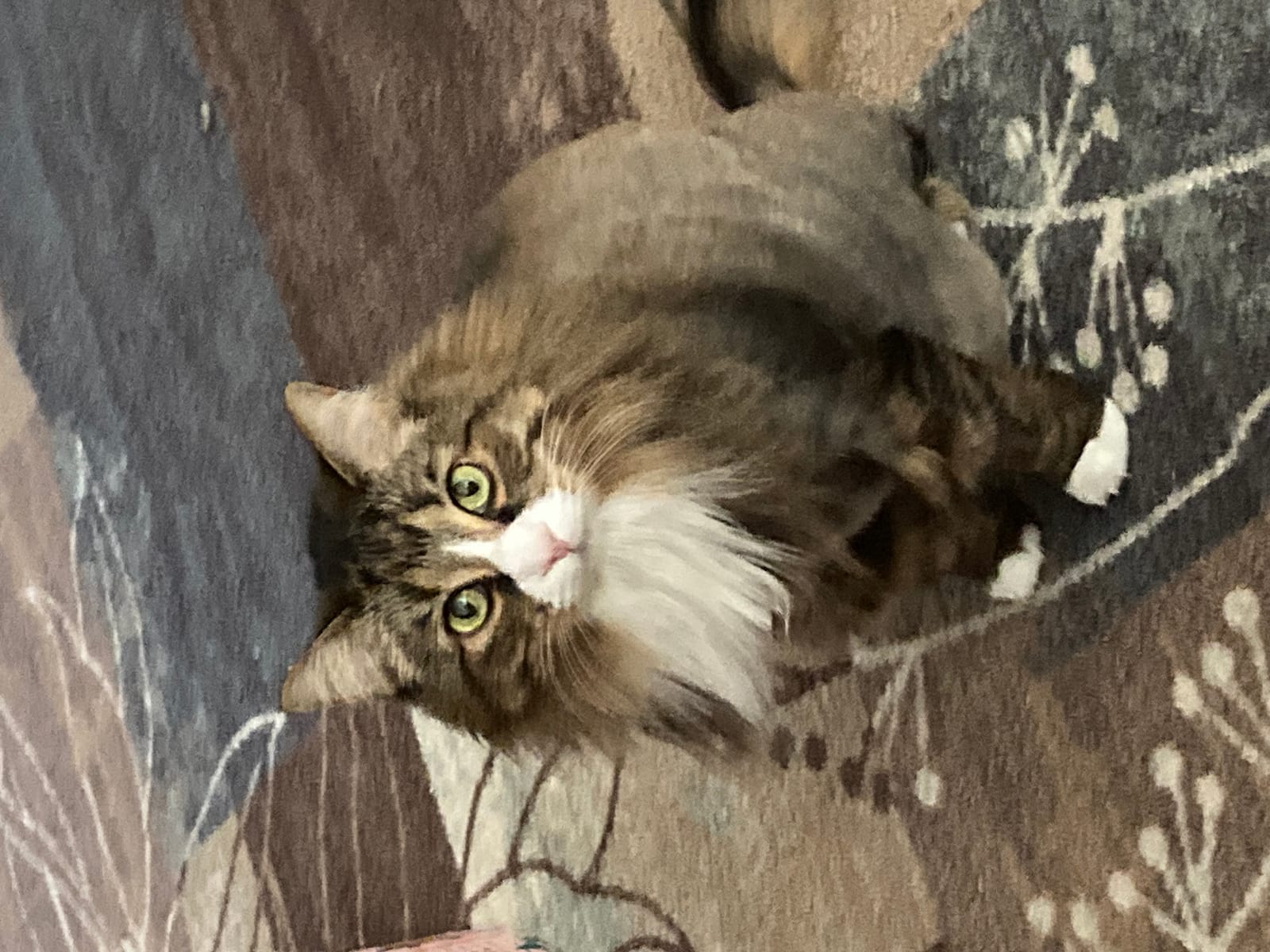 Petspiration Spotlight: Angel