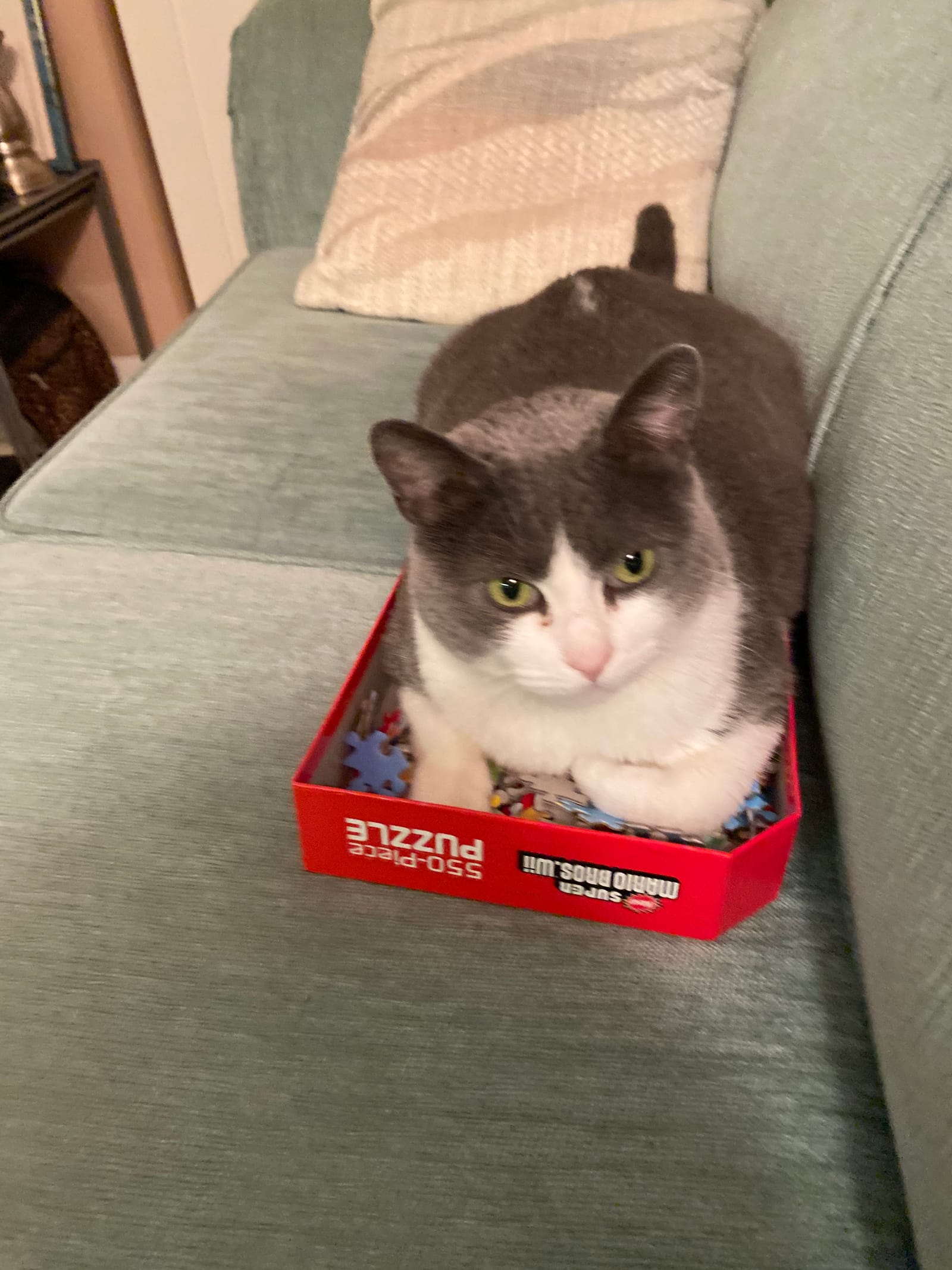 Petspiration Spotlight: Angel