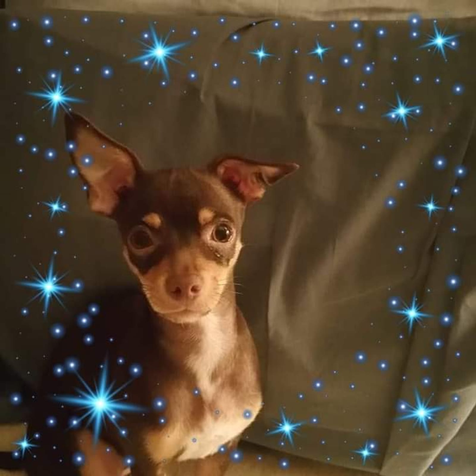 Petspiration Spotlight: Angel