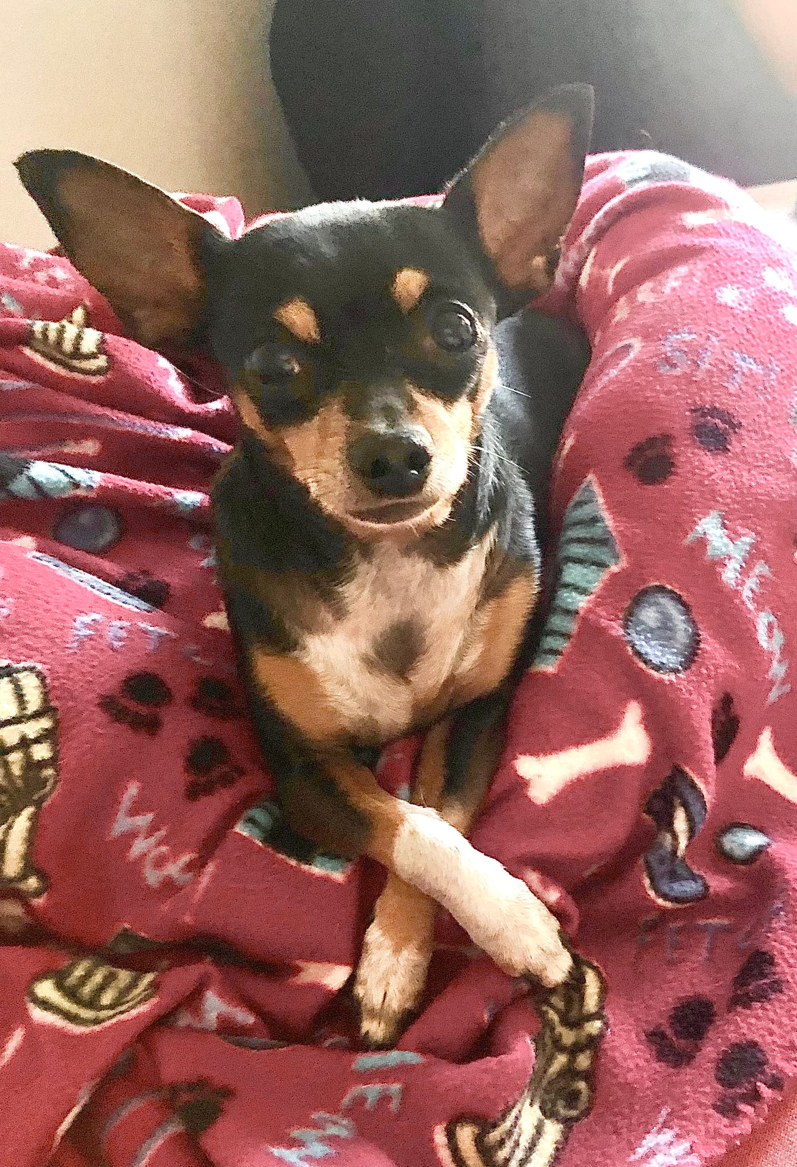 Petspiration Spotlight: AngelBaby