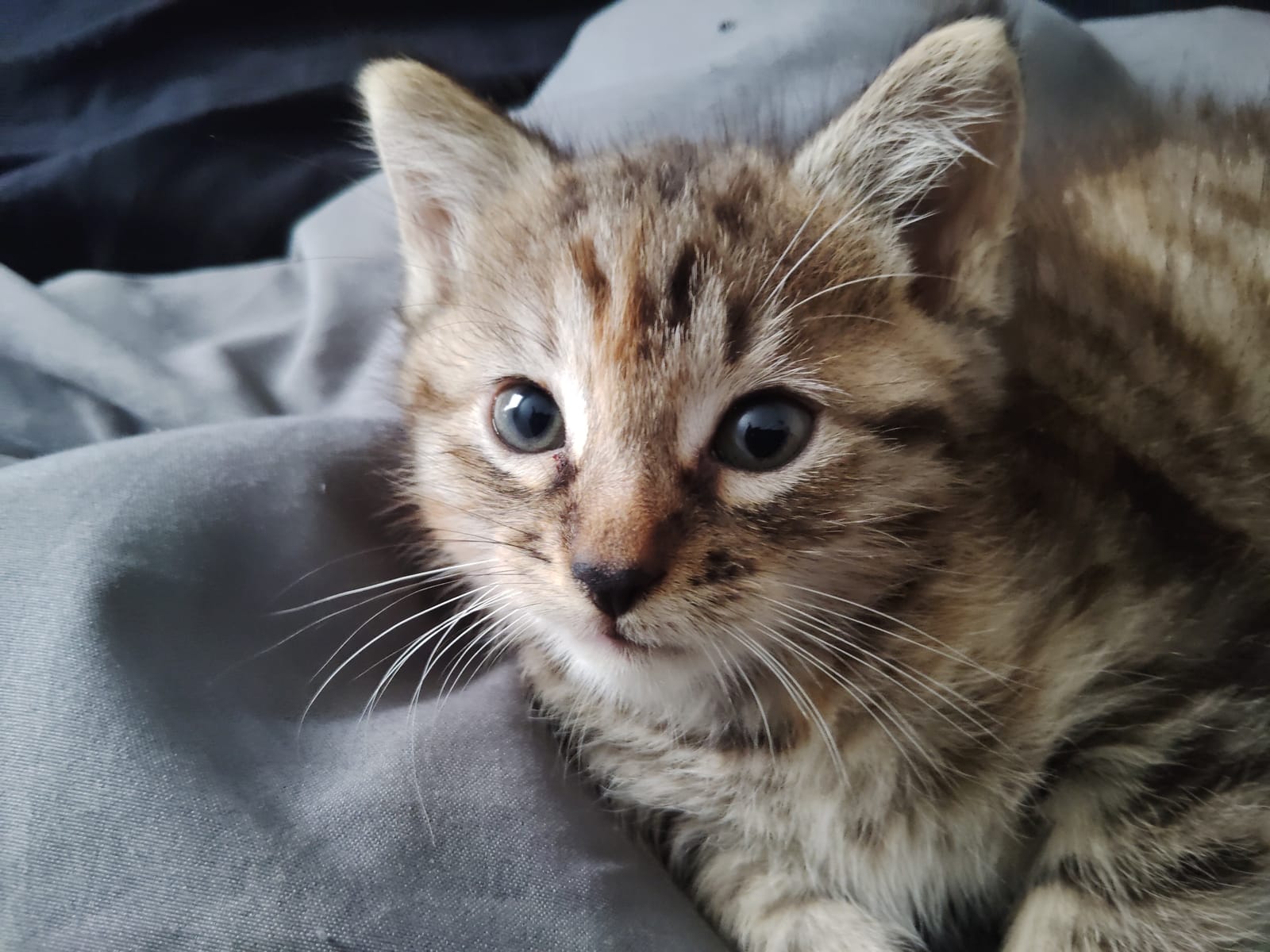 Petspiration Spotlight: Annabelle