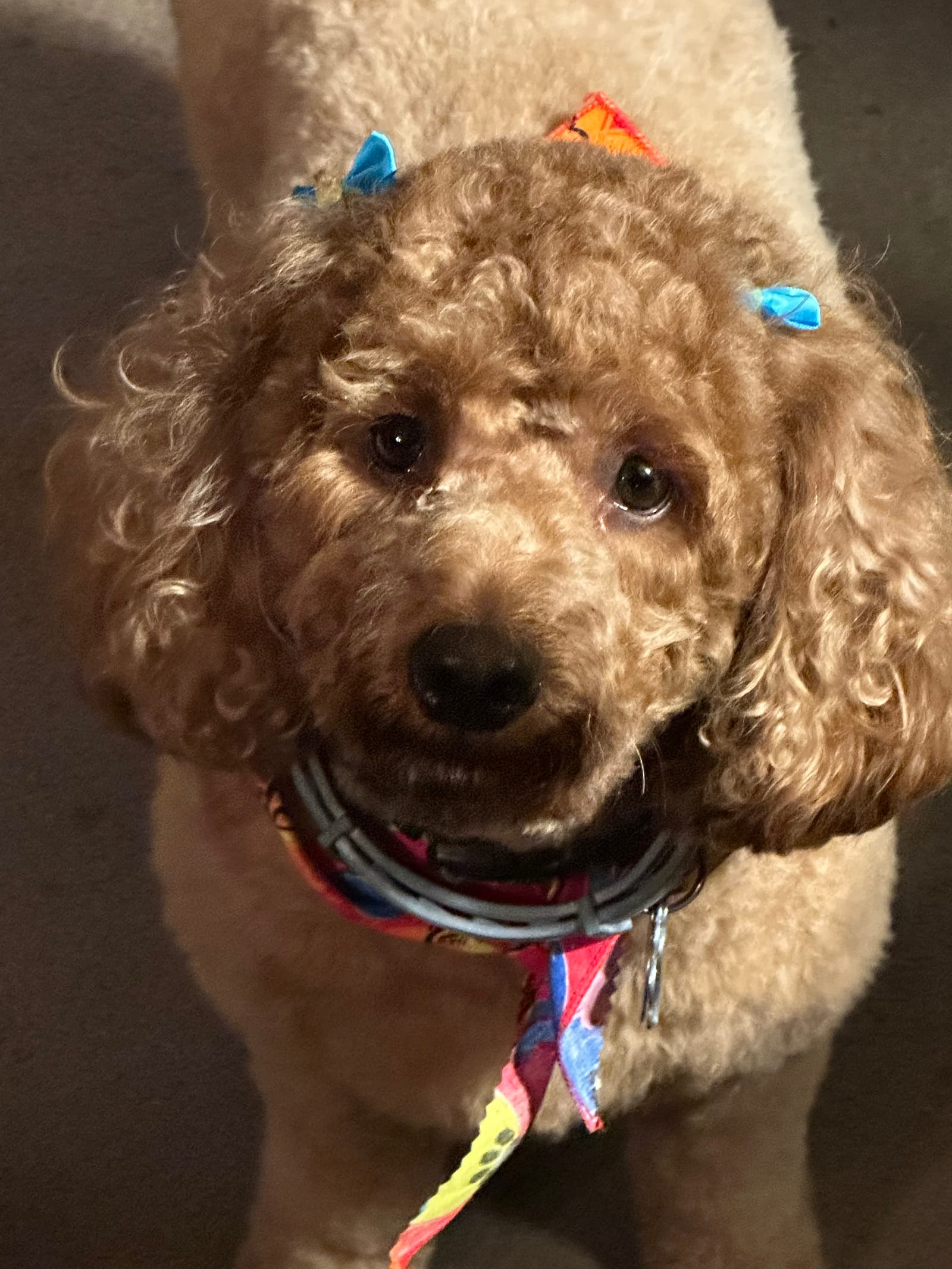 Petspiration Spotlight: Annabeth