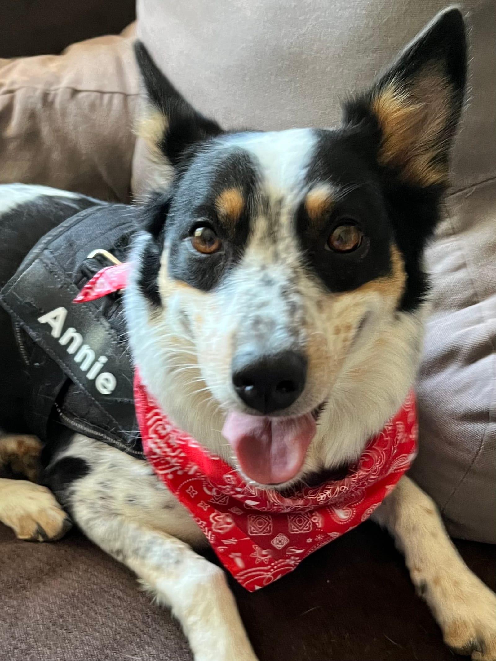 Petspiration Spotlight: Annie