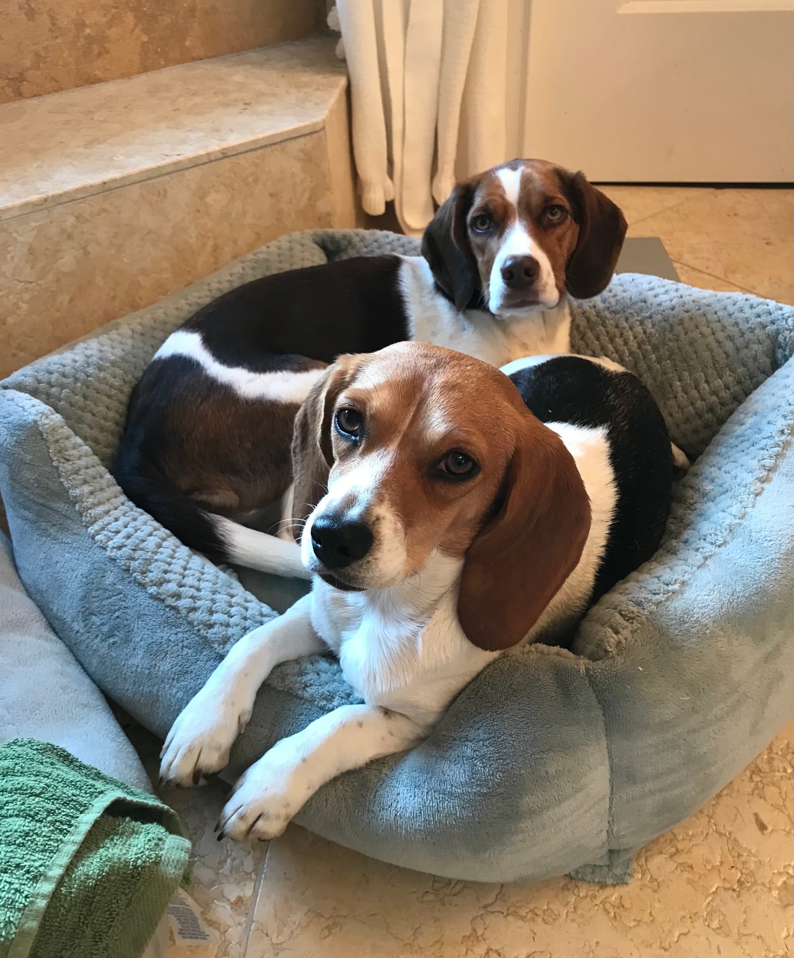 Petspiration Spotlight: CC & Annie