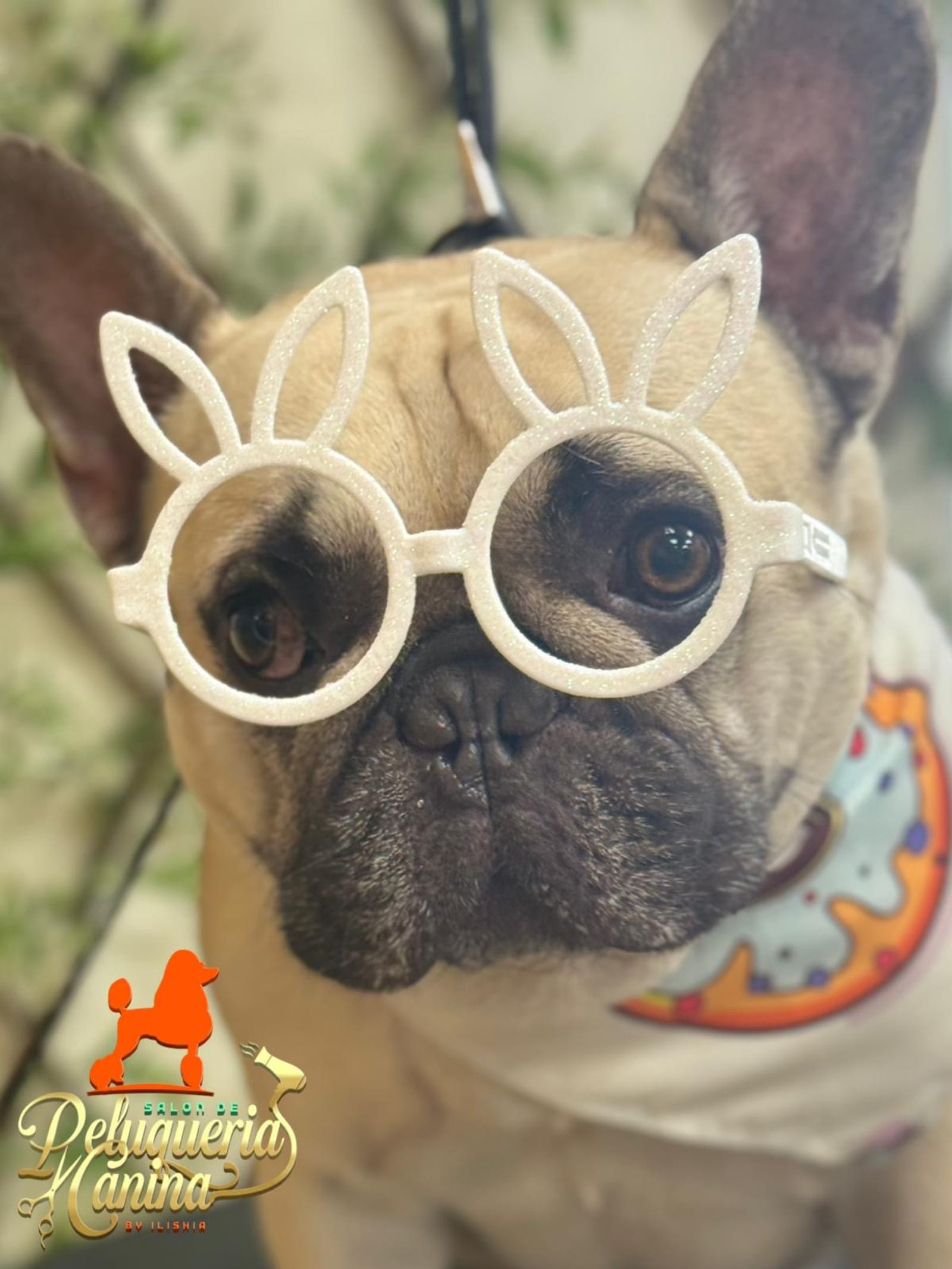 Petspiration Spotlight: Apolo