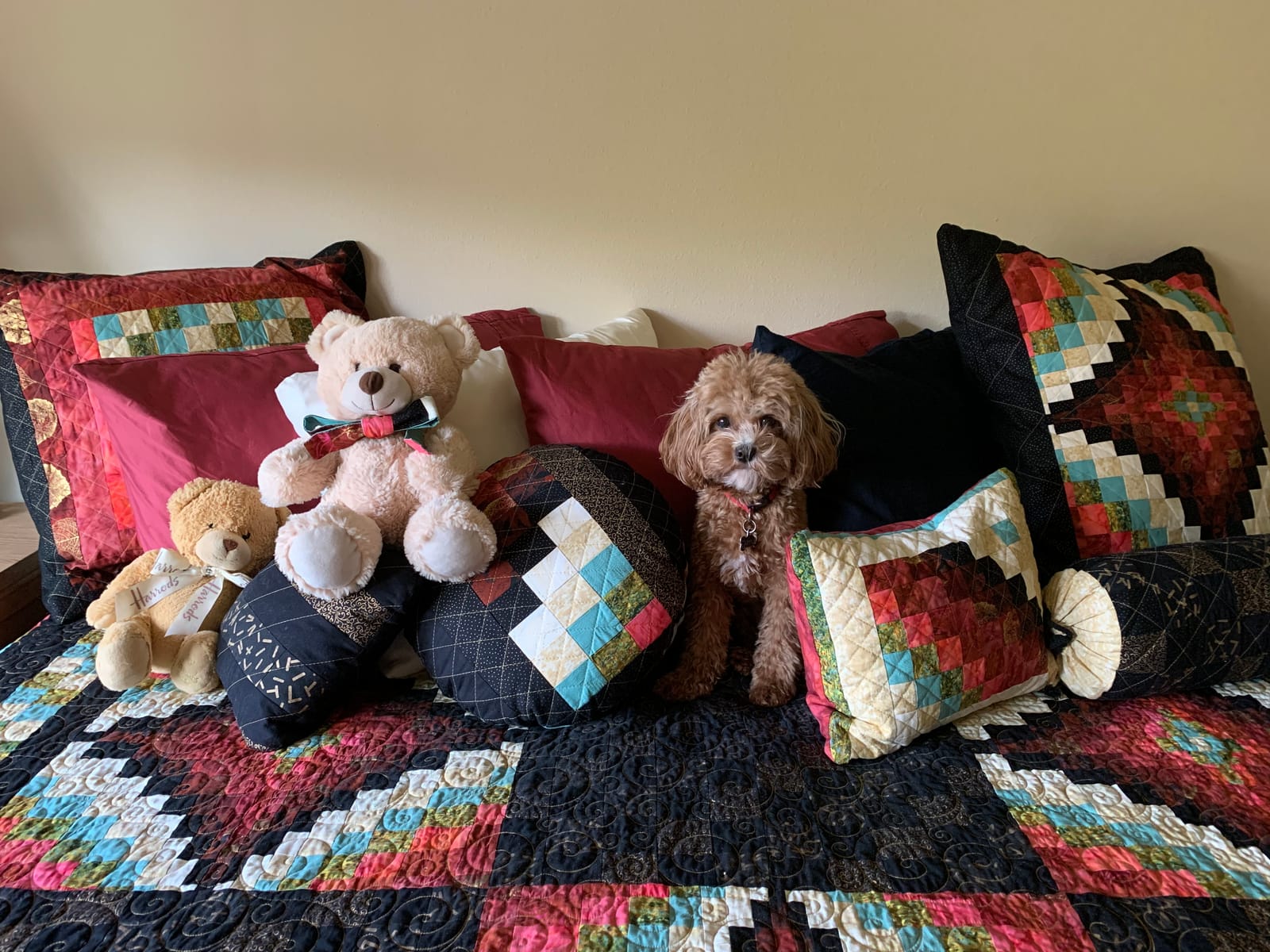 Petspiration Spotlight: Apple