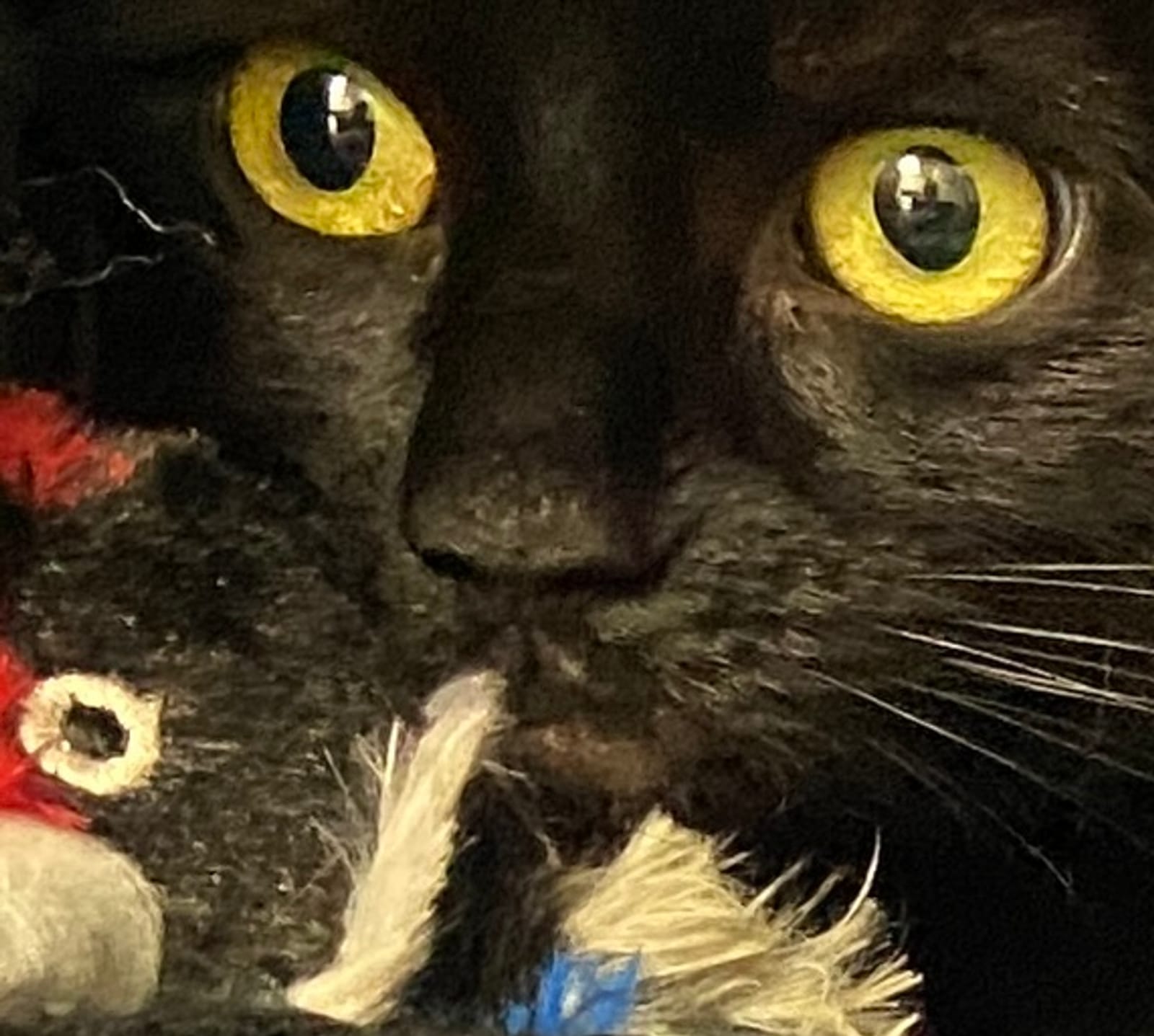 Petspiration Spotlight: Asoka MimMim