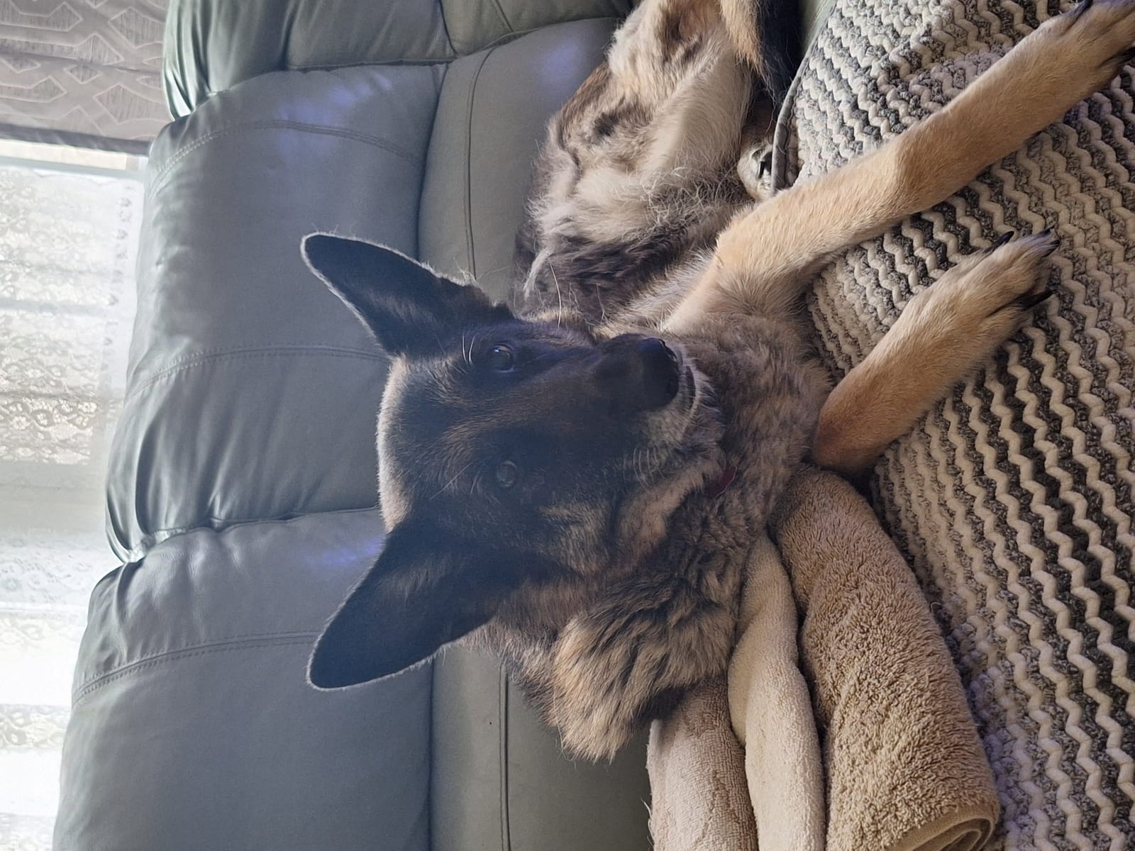 Petspiration Spotlight: Athena