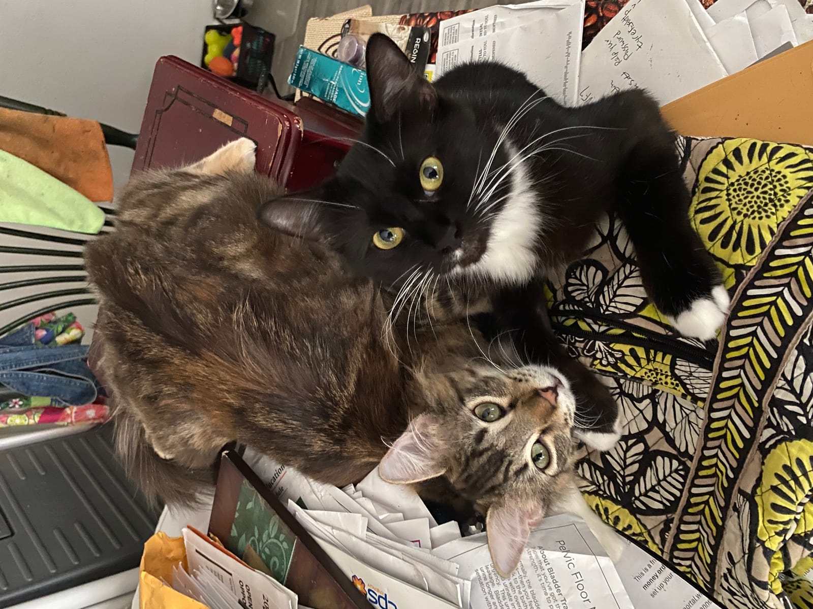Petspiration Spotlight: Athena
