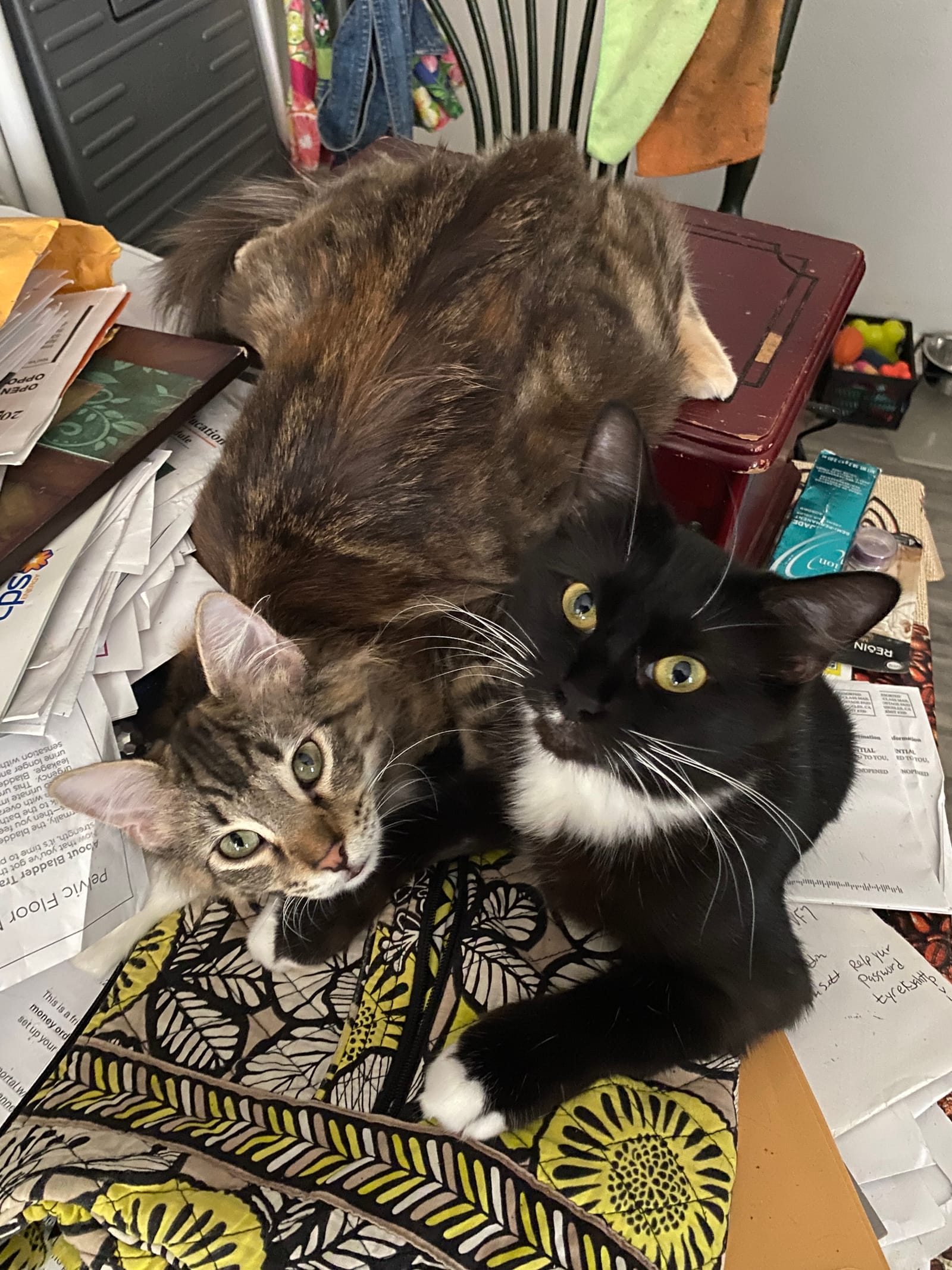 Petspiration Spotlight: Athena
