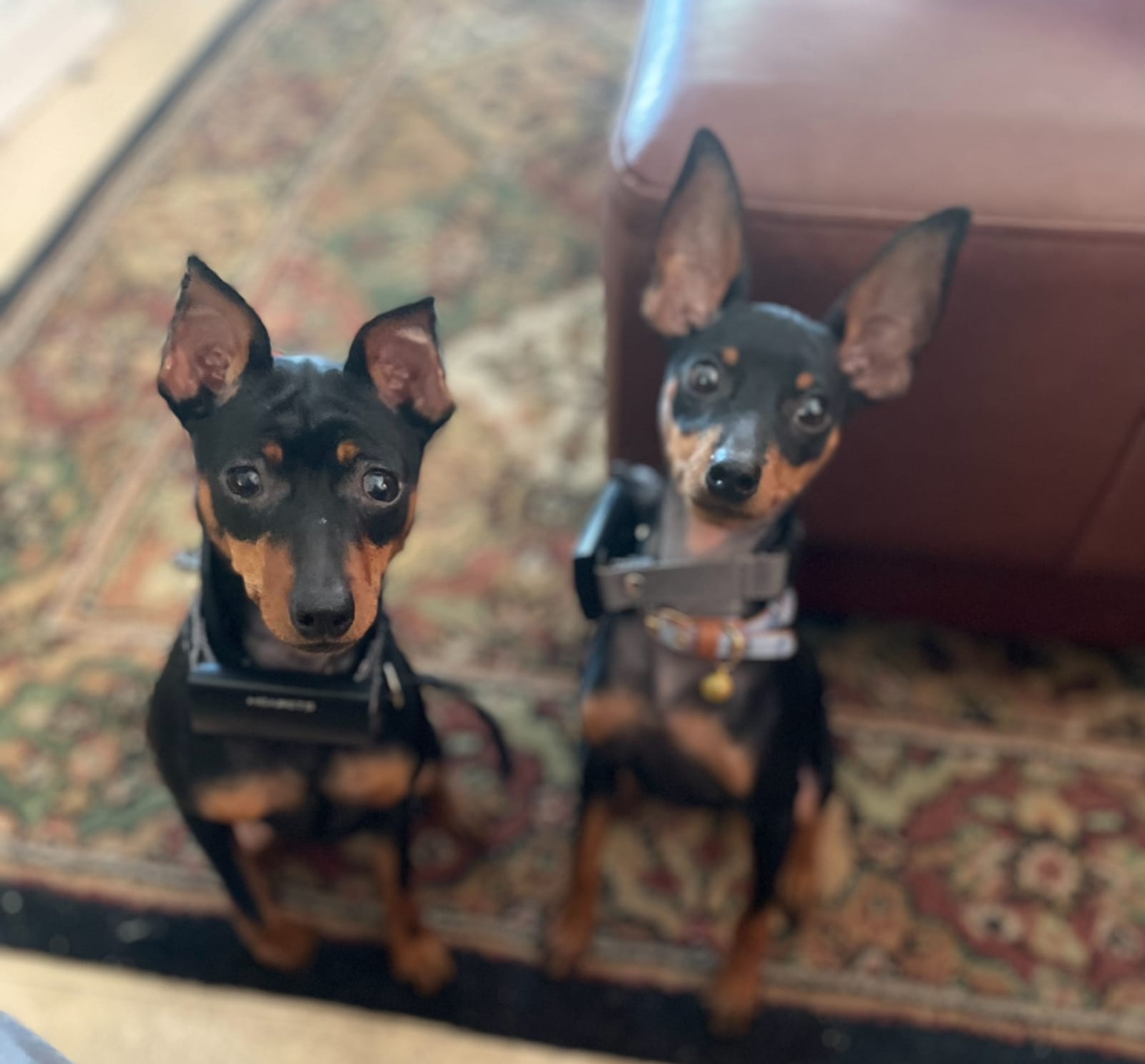 Petspiration Spotlight: Athena and Apollo