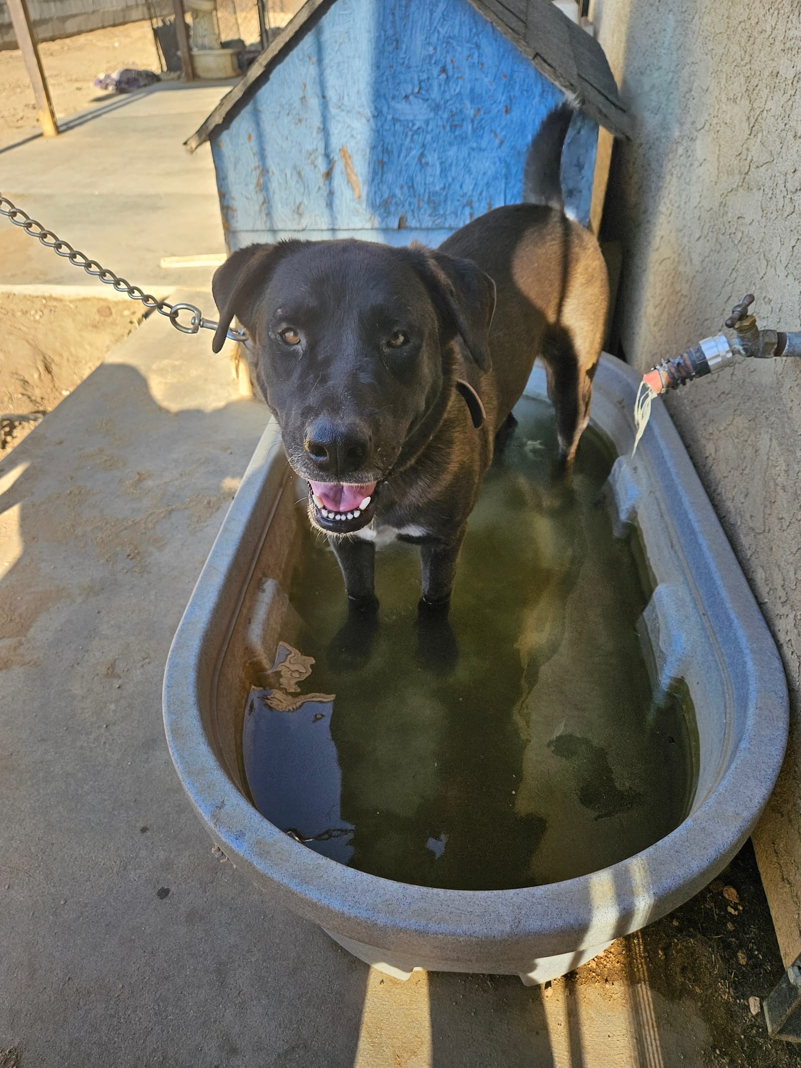 Petspiration Spotlight: Audrey