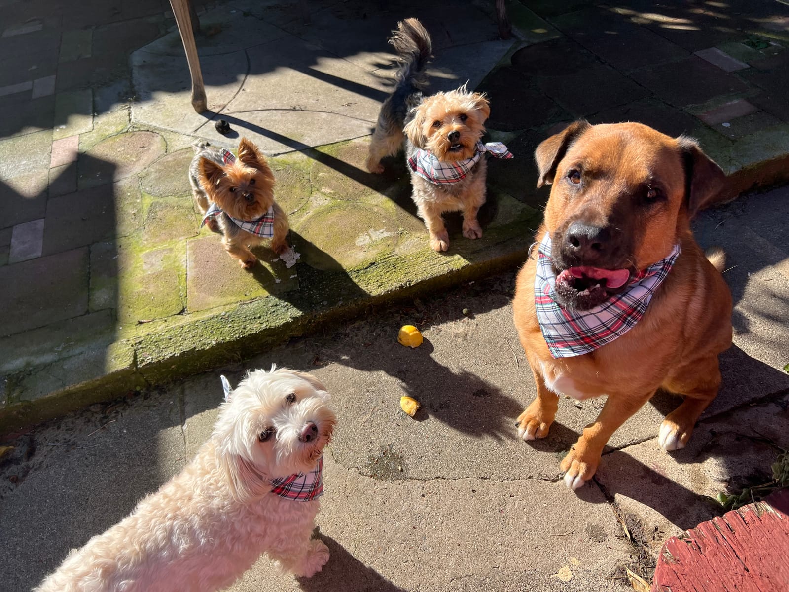 Petspiration Spotlight: Austin, Bailey, Cassie & Draco