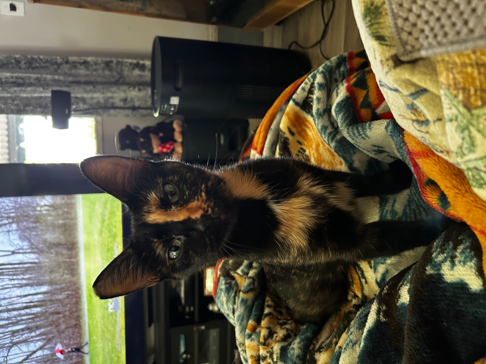 Petspiration Spotlight: Cali