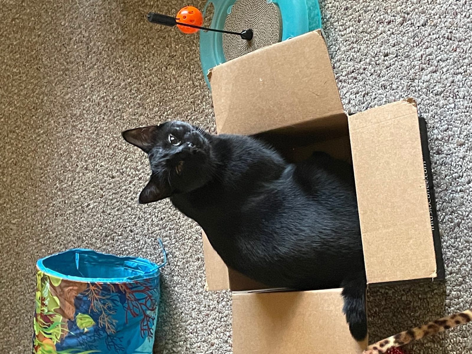 Petspiration Spotlight: Star