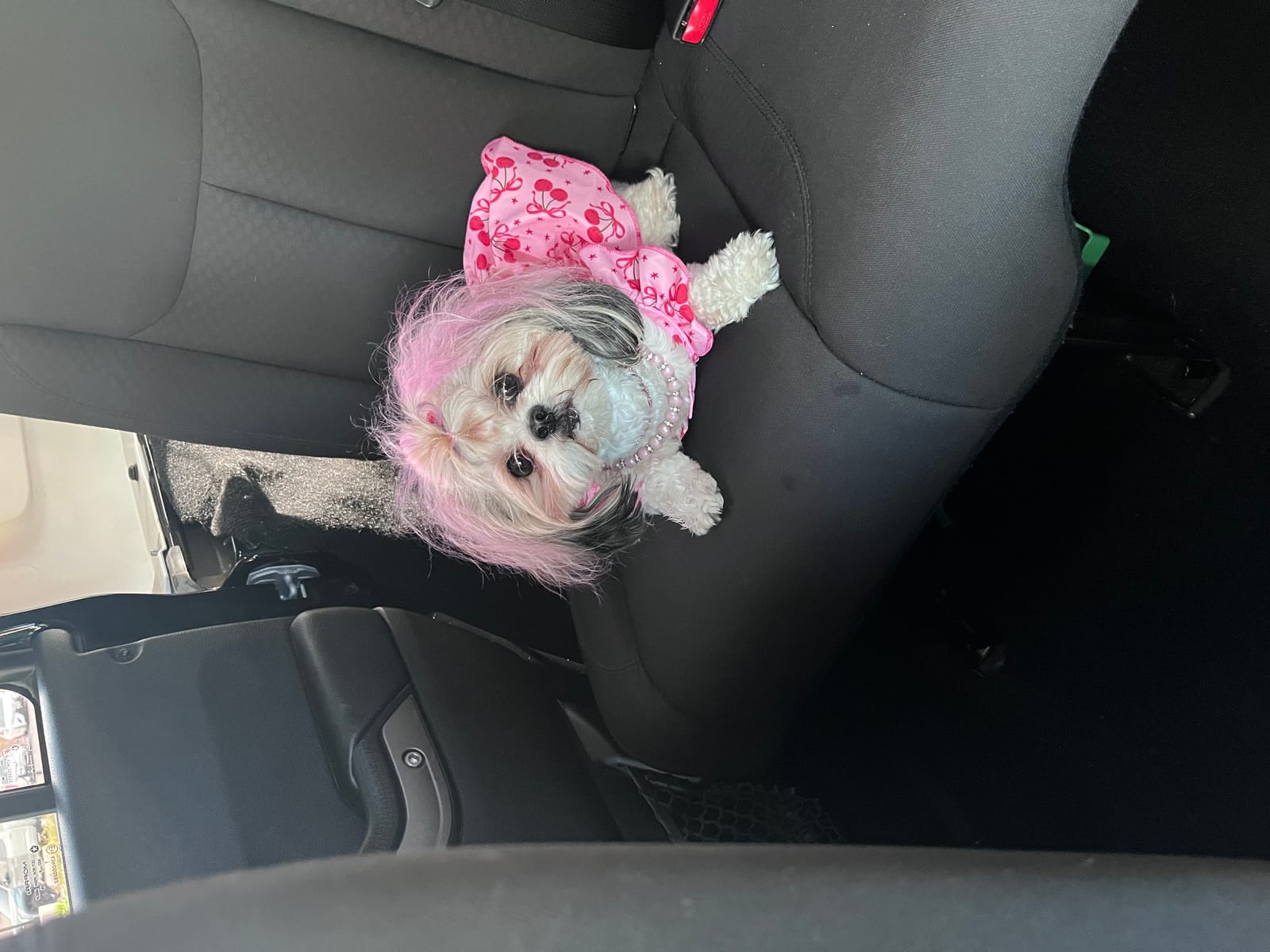 Petspiration Spotlight: Gigi Rose 🌹