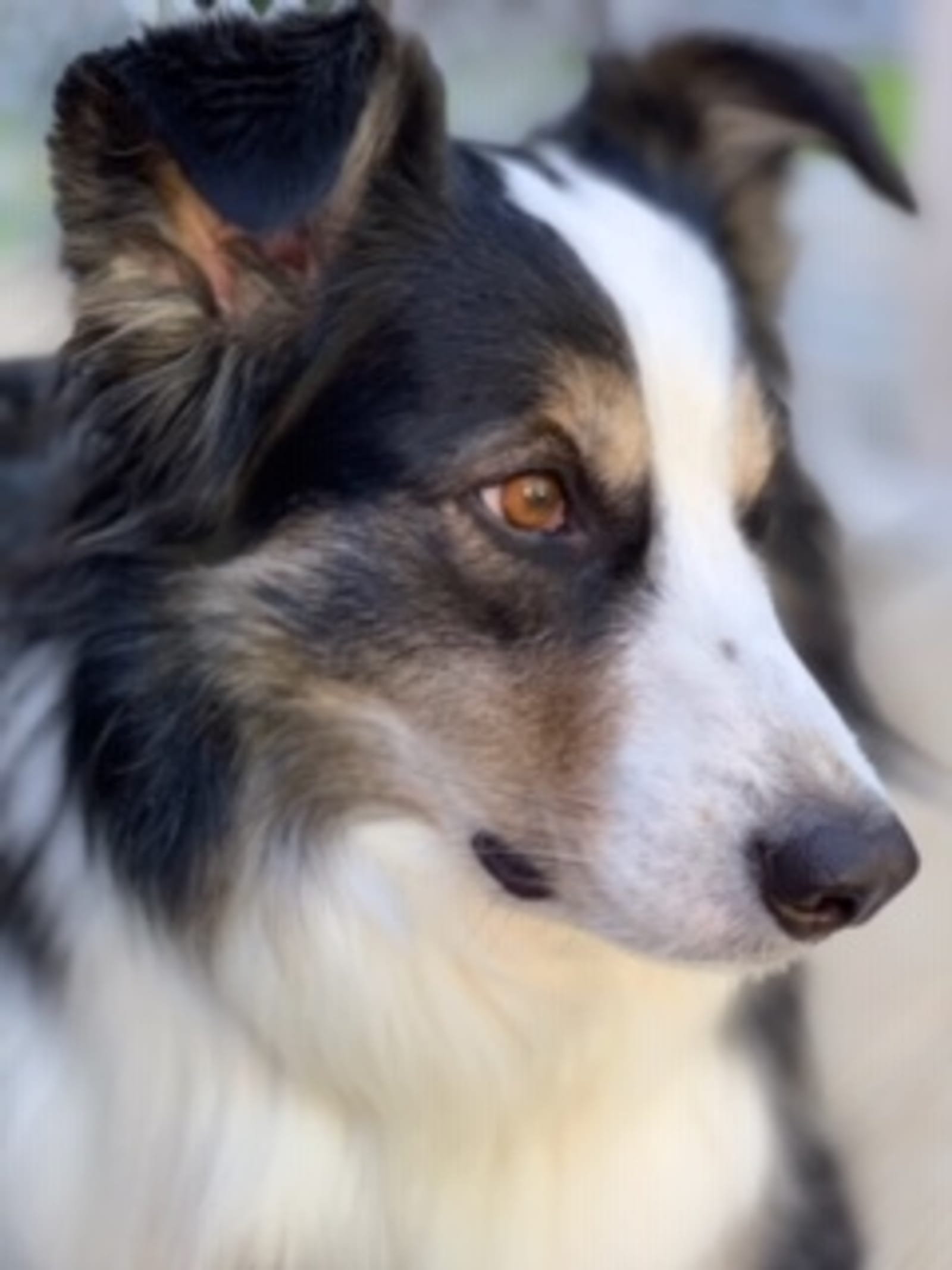 Petspiration Spotlight: Kona