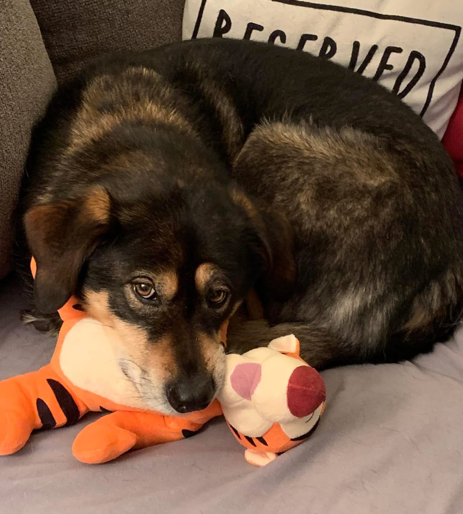 Petspiration Spotlight: Jaxx