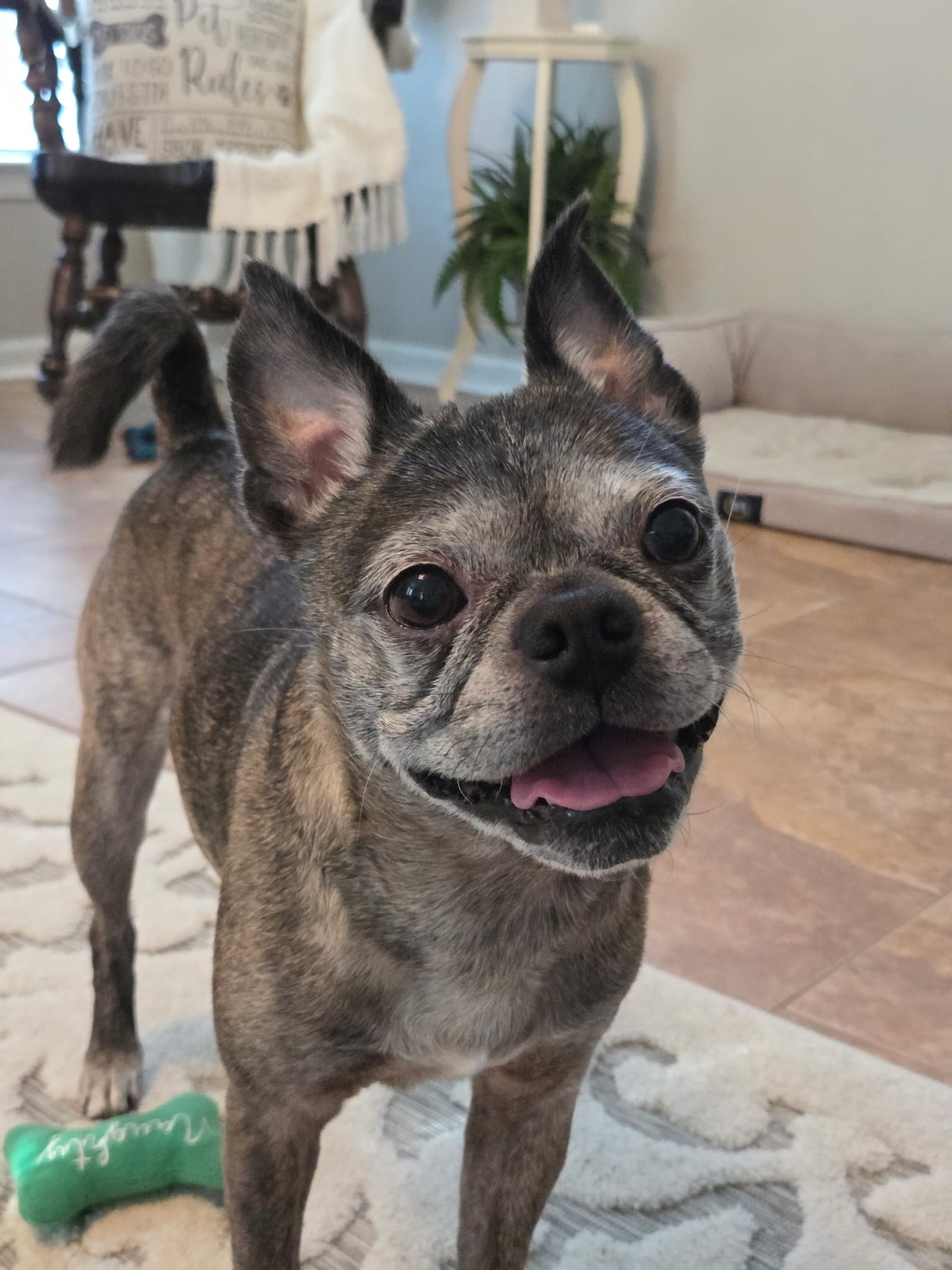 Petspiration Spotlight: Lily