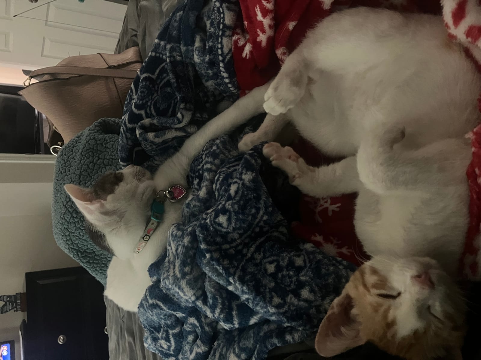 Petspiration Spotlight: Didi & Tony