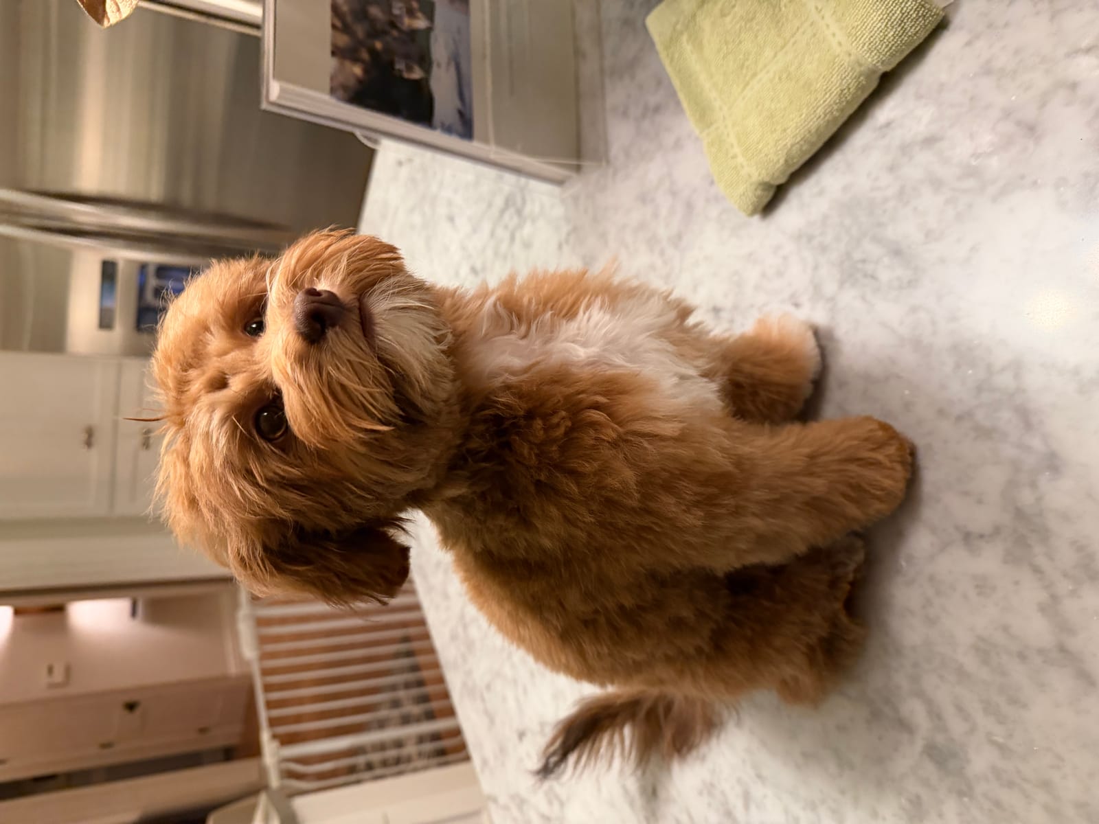 Petspiration Spotlight: Maya