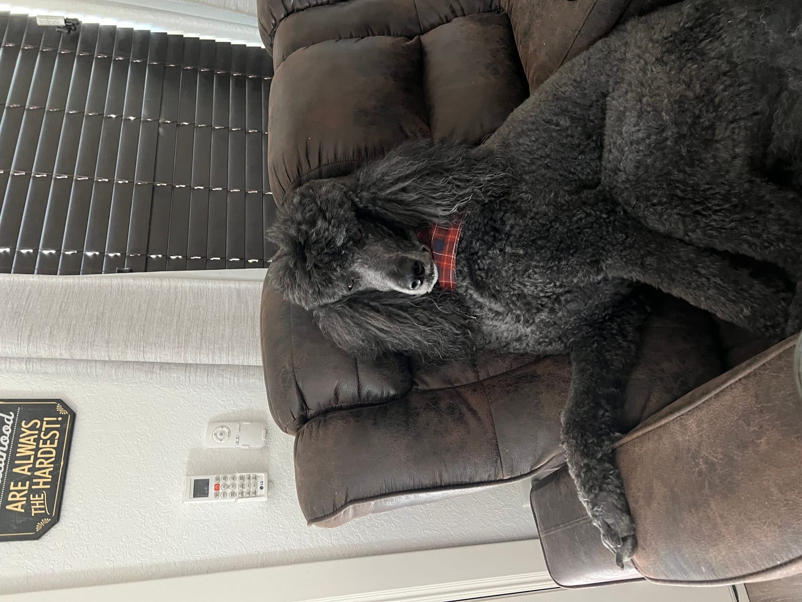 Petspiration Spotlight: BOO