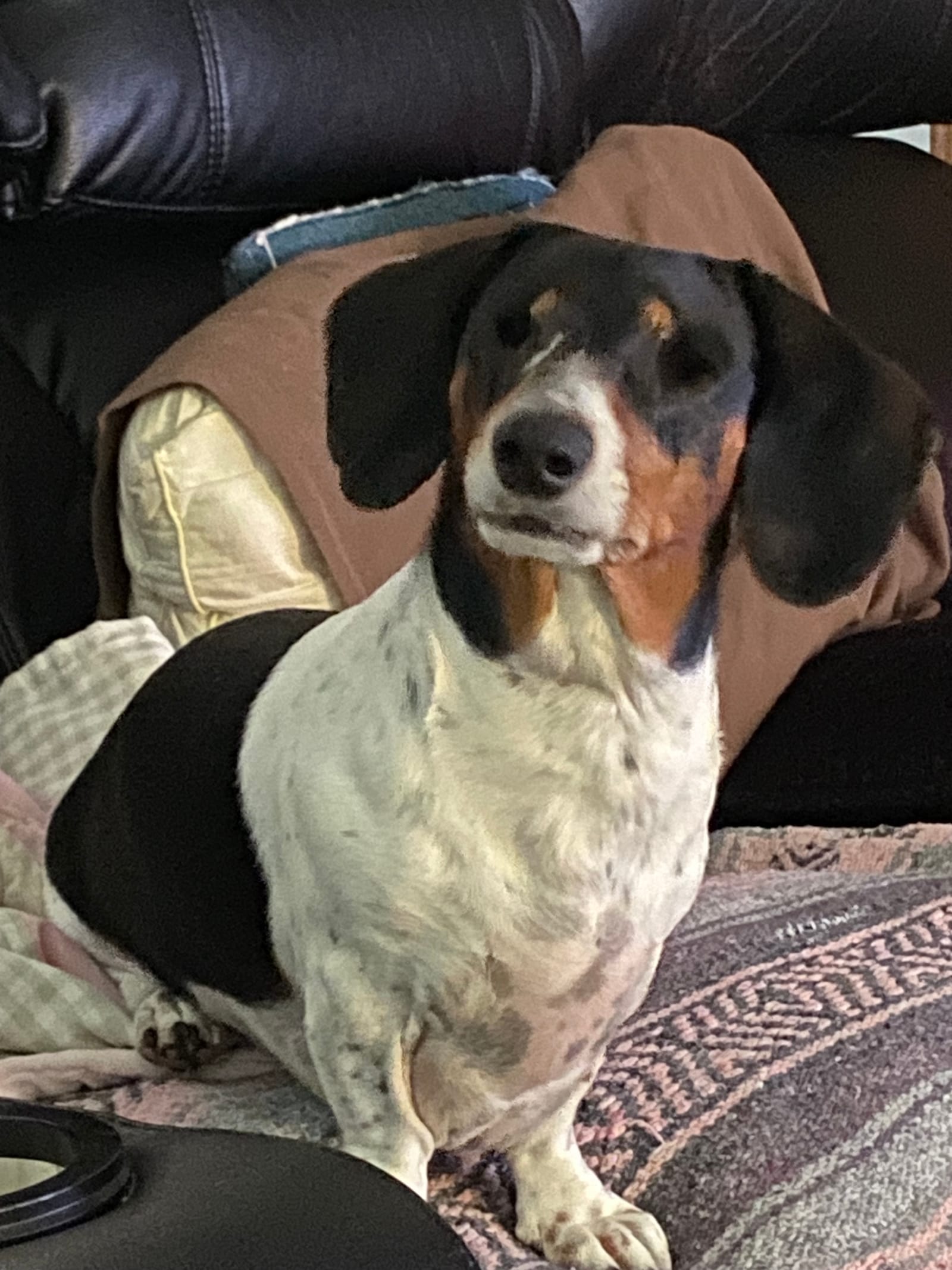 Petspiration Spotlight: Baby