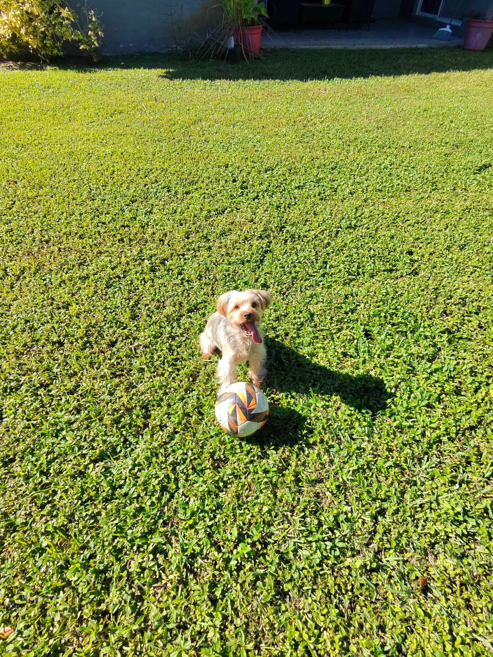 Petspiration Spotlight: Cody