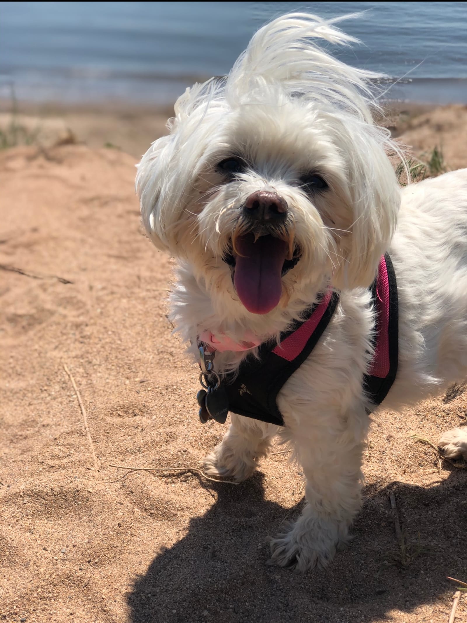 Petspiration Spotlight: Bailee Daisy
