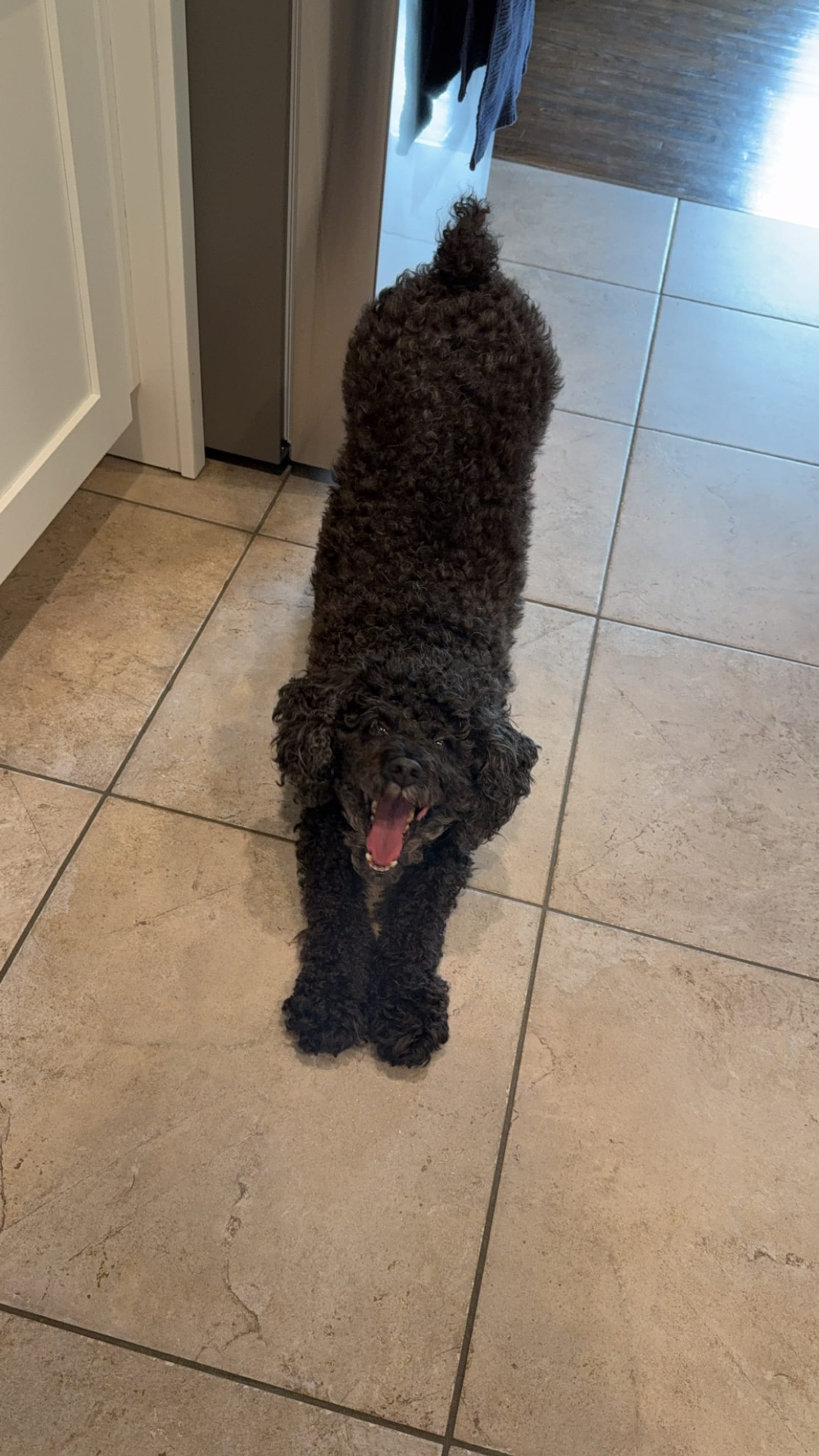 Petspiration Spotlight: Bailey