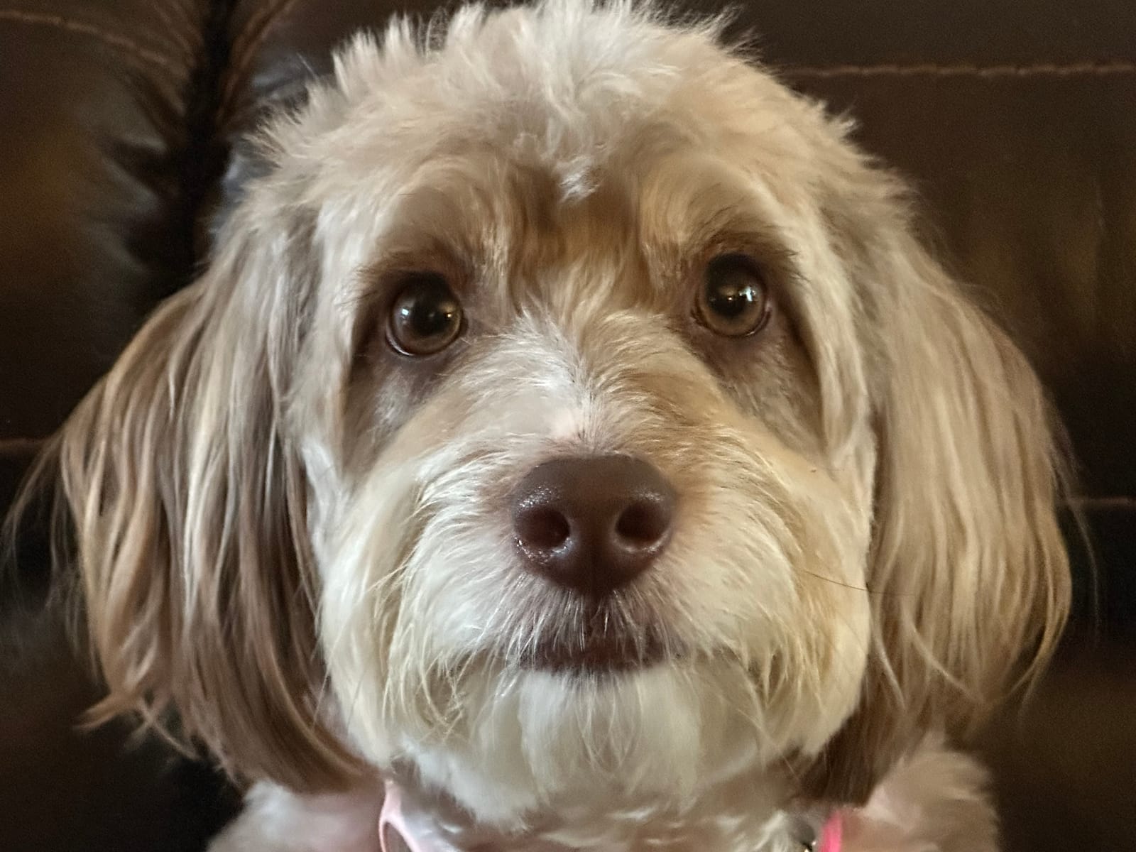 Petspiration Spotlight: Bailey