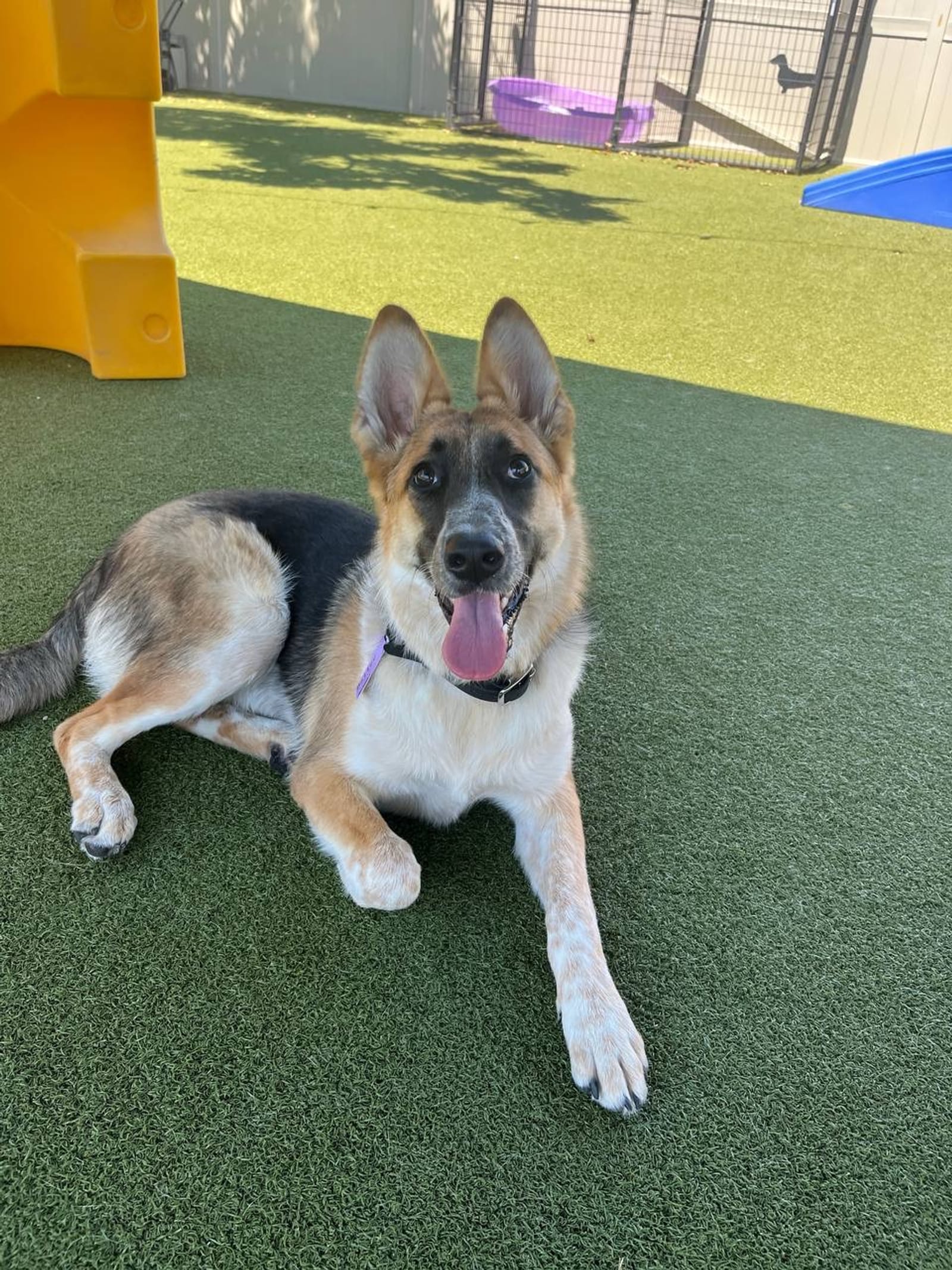 Petspiration Spotlight: Bailey